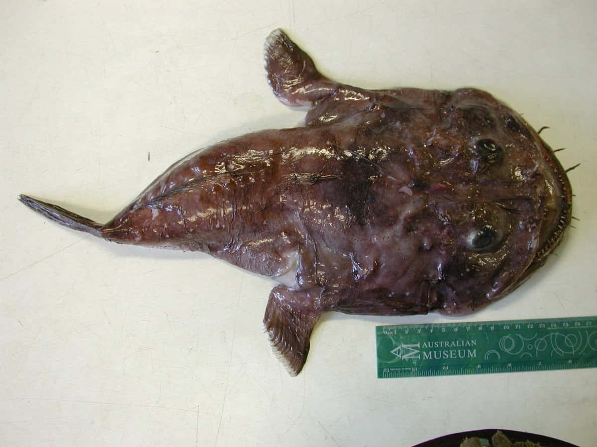 Goosefish Lophiusspecies Wallpaper