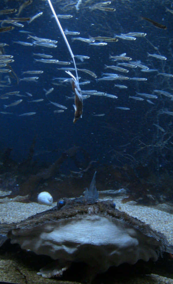 Goosefish Luring Prey Underwater Wallpaper