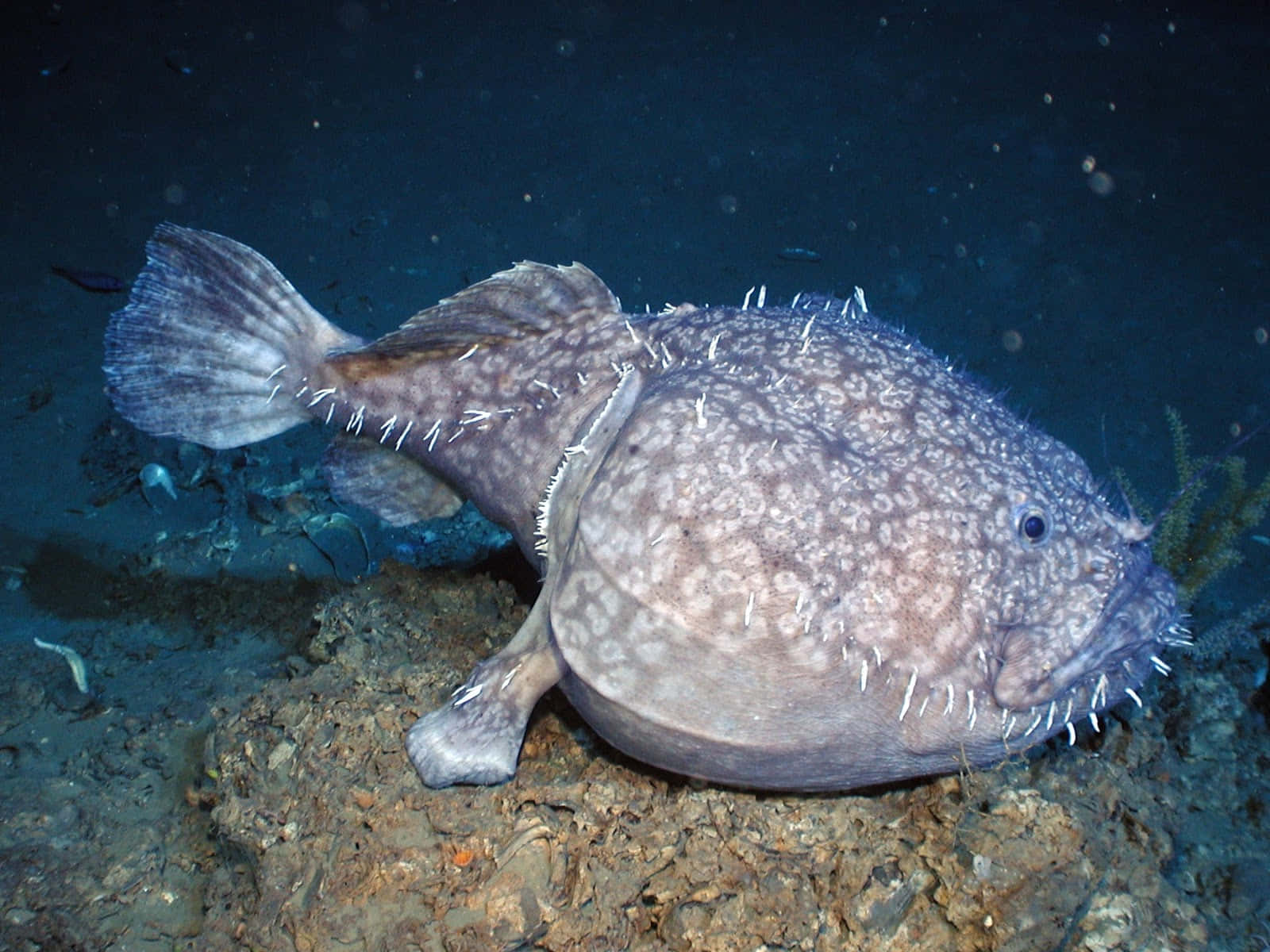 Goosefish Lurkingin Deep Sea Wallpaper
