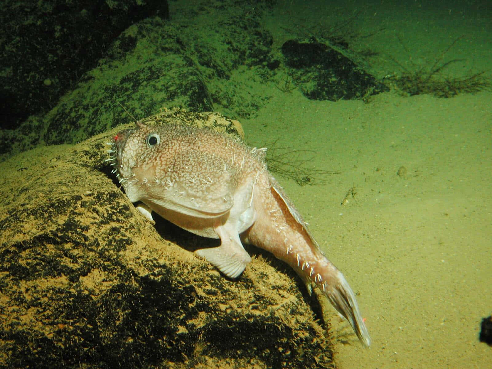 Goosefish Lurkingon Seabed.jpg Wallpaper