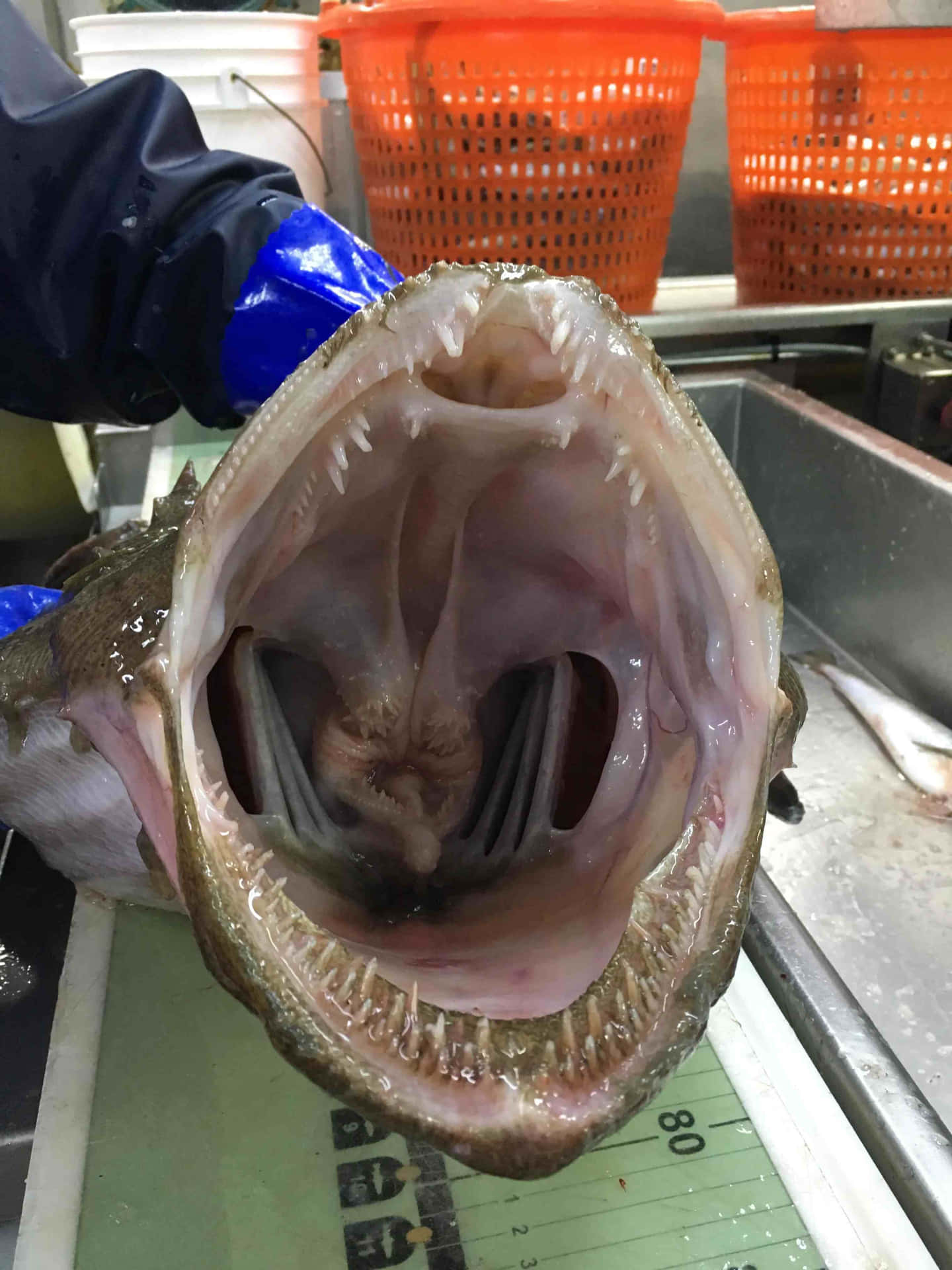 Goosefish Mouth Open Wallpaper