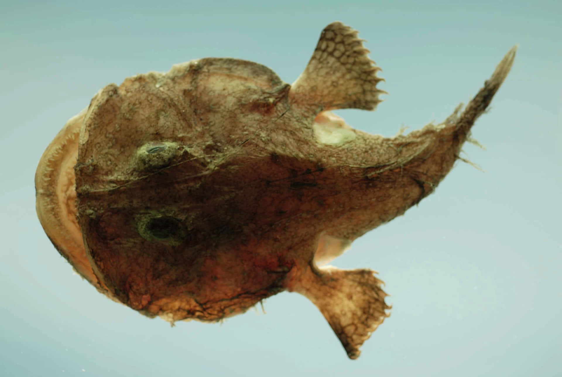 Goosefish Swimming Underwater Wallpaper