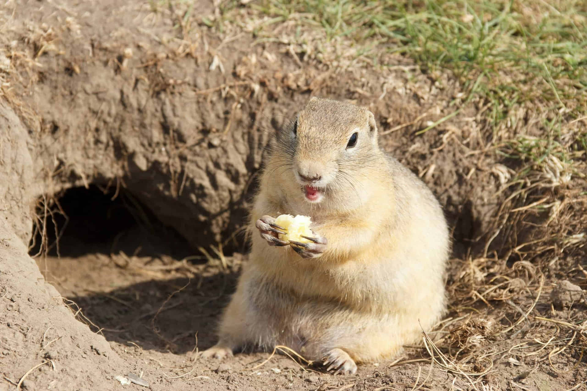 Gopher Eating By Burrow.jpg Wallpaper