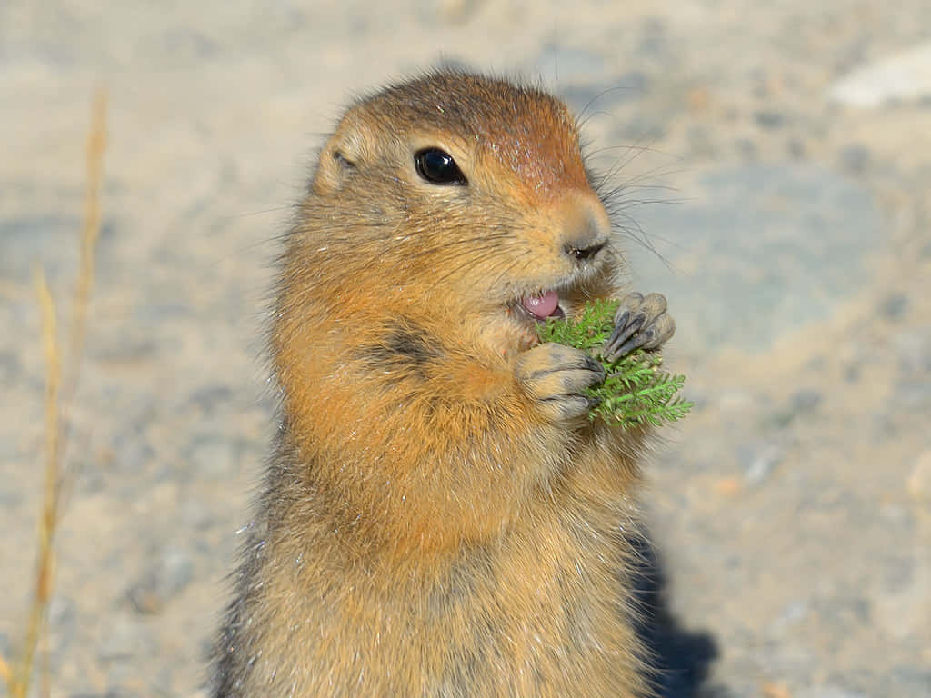 Gopher Eating Greens Wallpaper