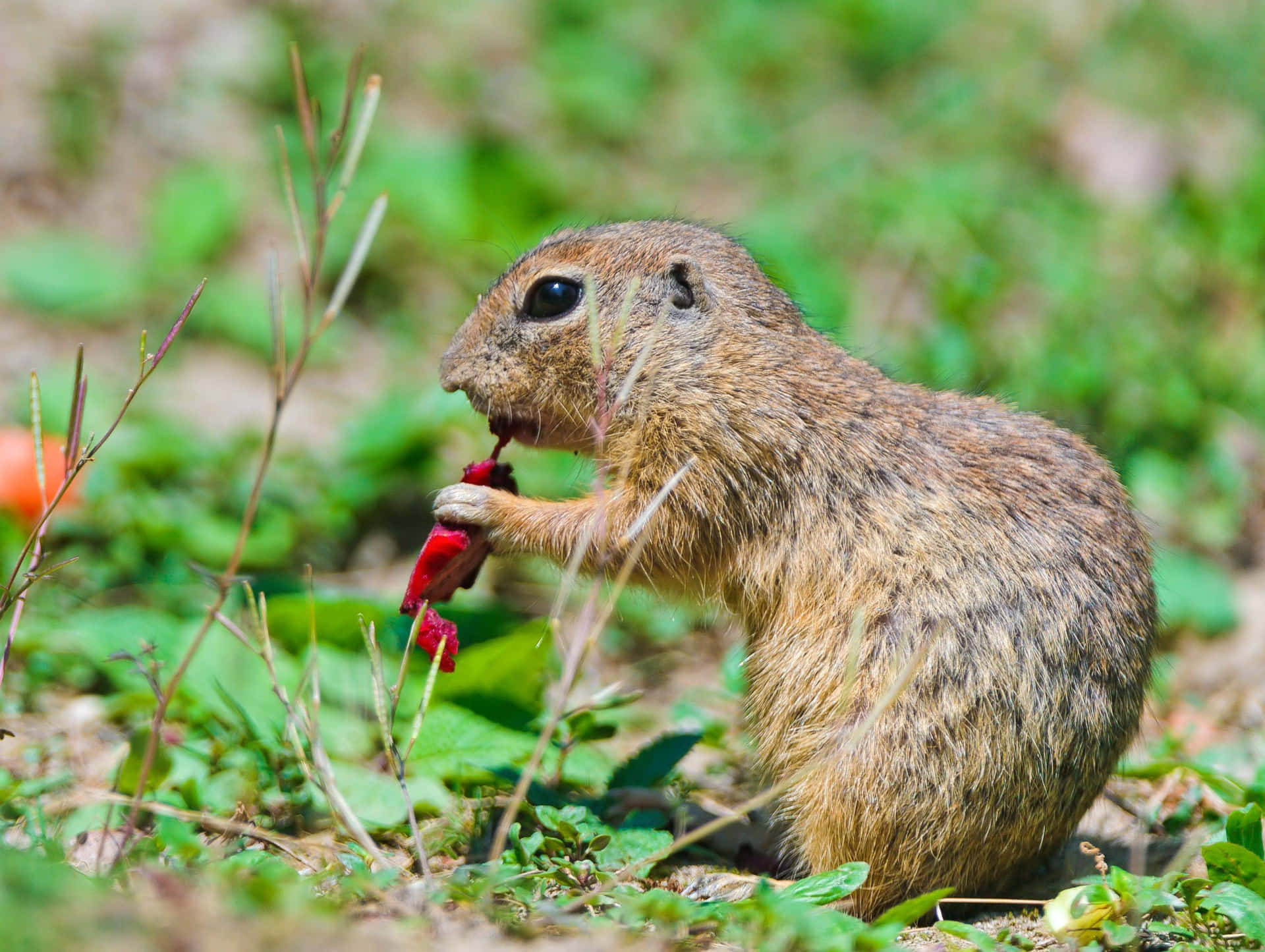 Gopher Eating Red Flower.jpg Wallpaper