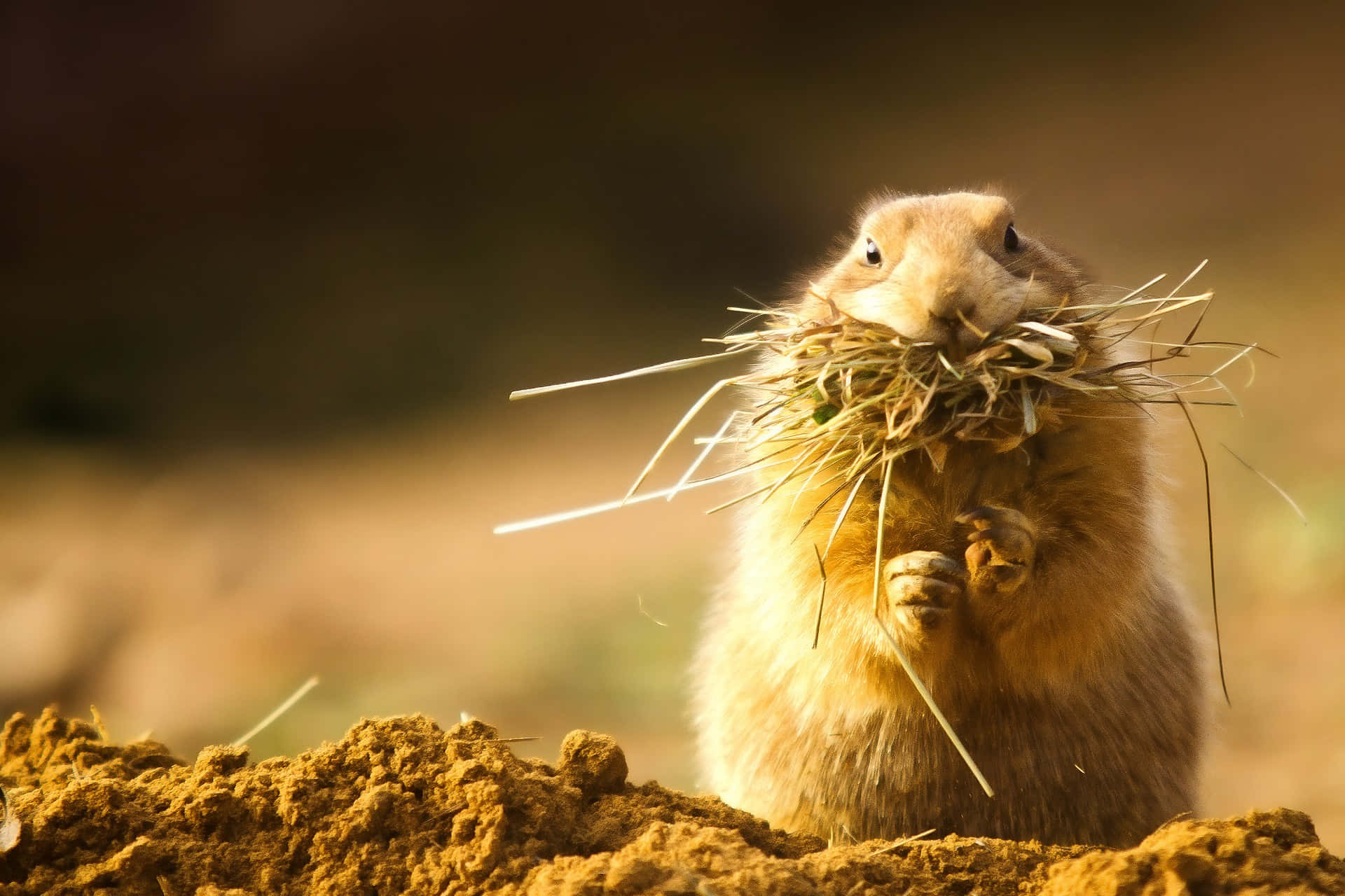 Gopher Gathering Grass.jpg Wallpaper