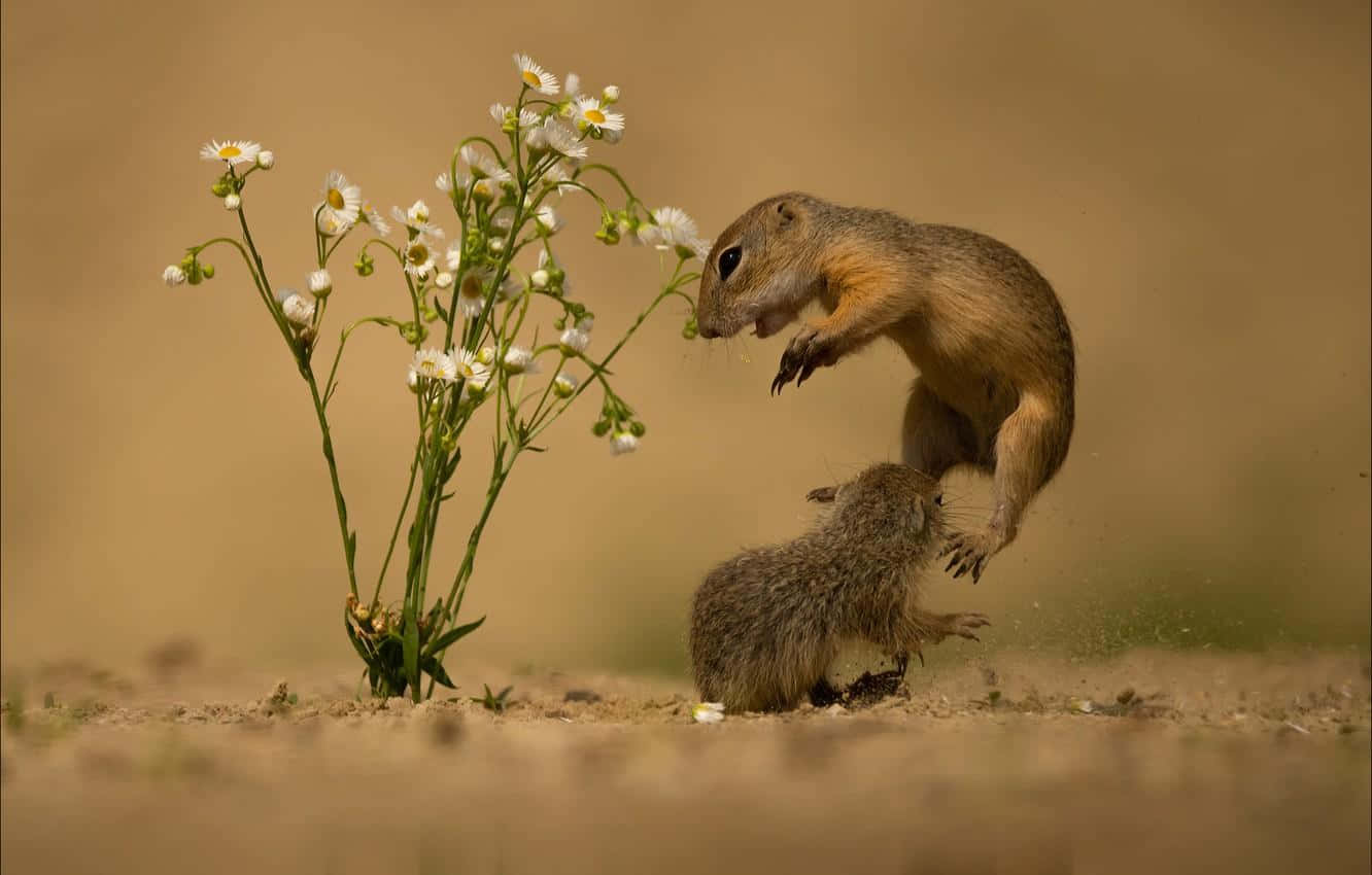 Gopher Leap Among Flowers Wallpaper