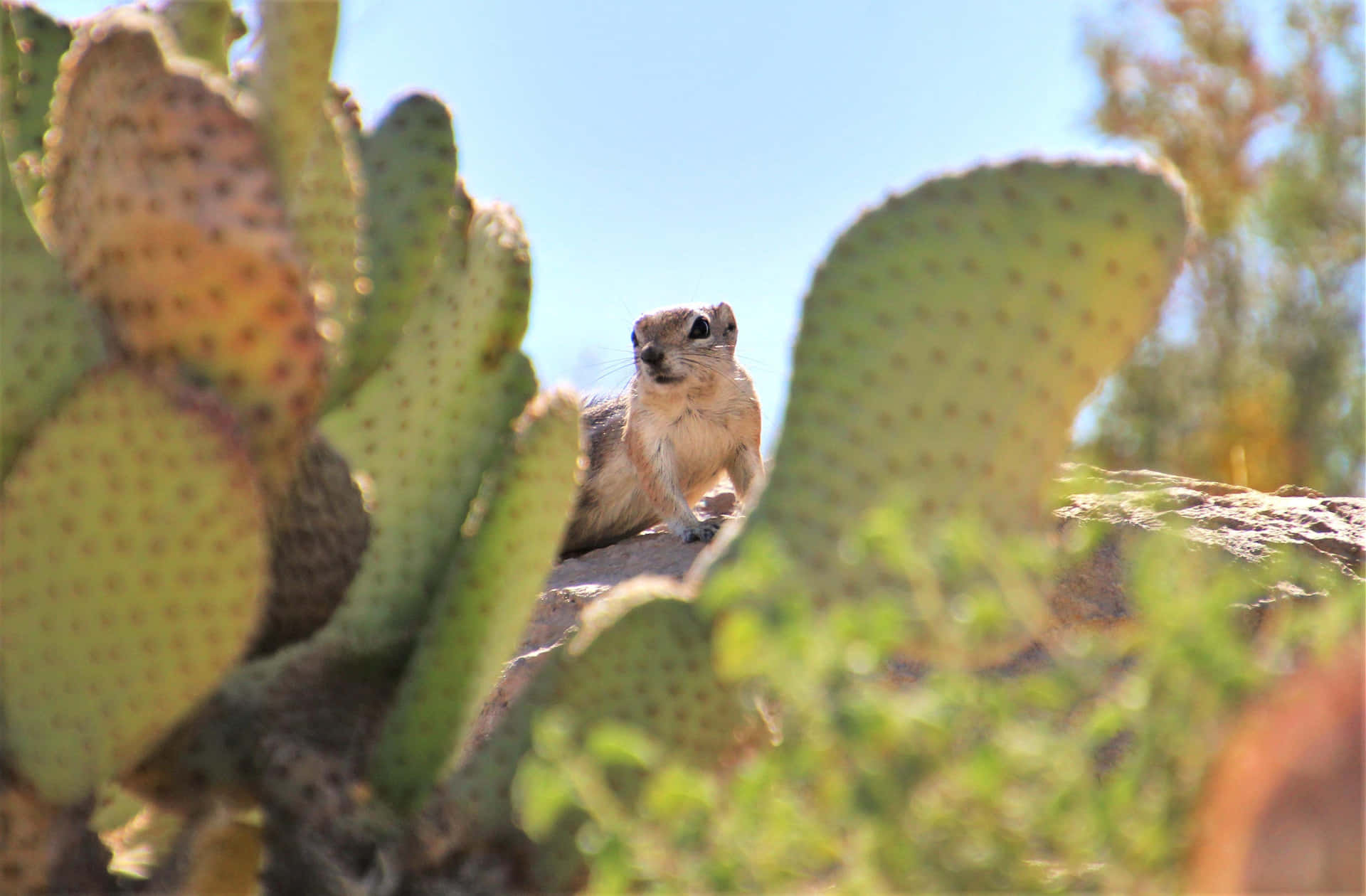 Gopher Peeking Behind Cactus Wallpaper