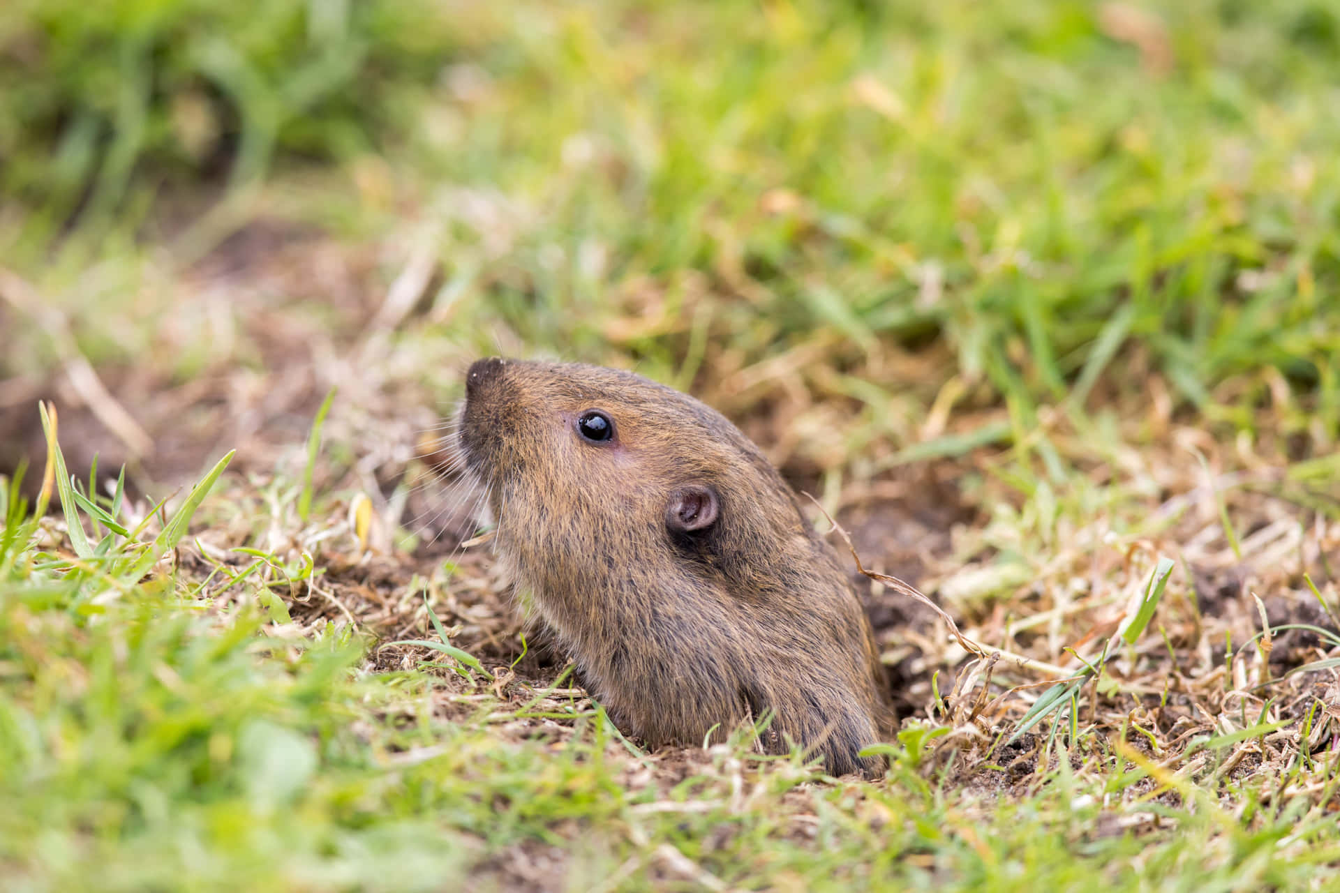 Gopher Peeking Out From Burrow.jpg Wallpaper