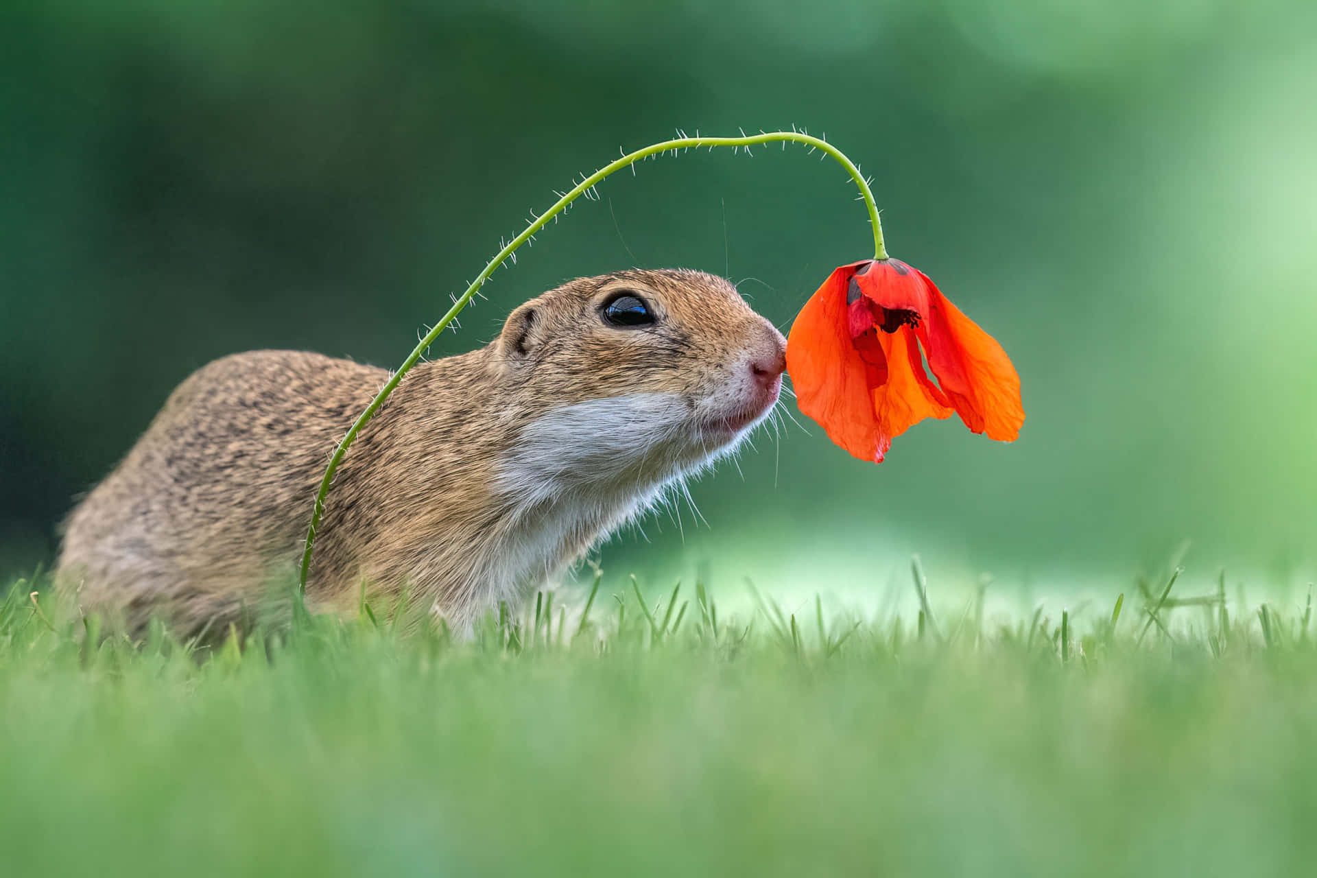 Gopher Smelling Flower.jpg Wallpaper