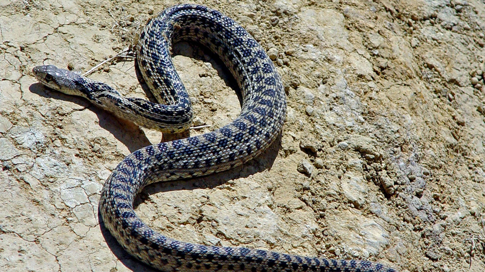 Gopher Snake Black And Gray Scales Wallpaper