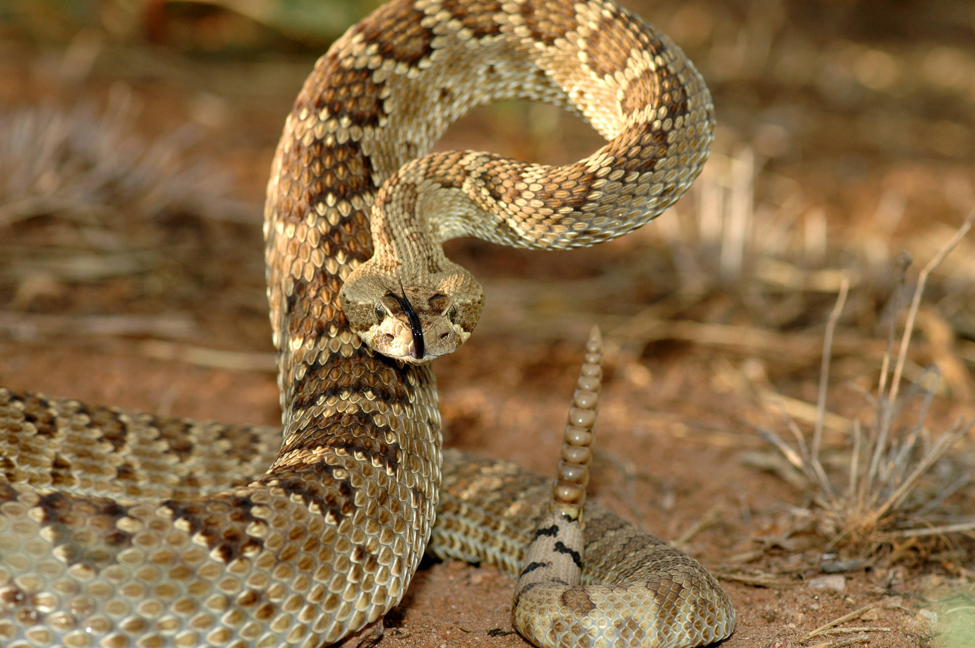 Gopher Snake In Intimidating Striking Posture Wallpaper