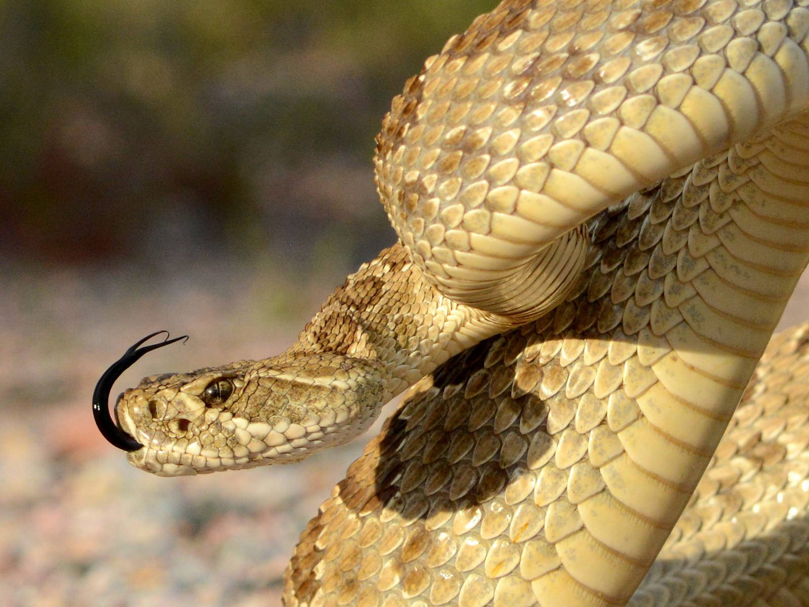 Gopher Snake In Striking Posture Wallpaper