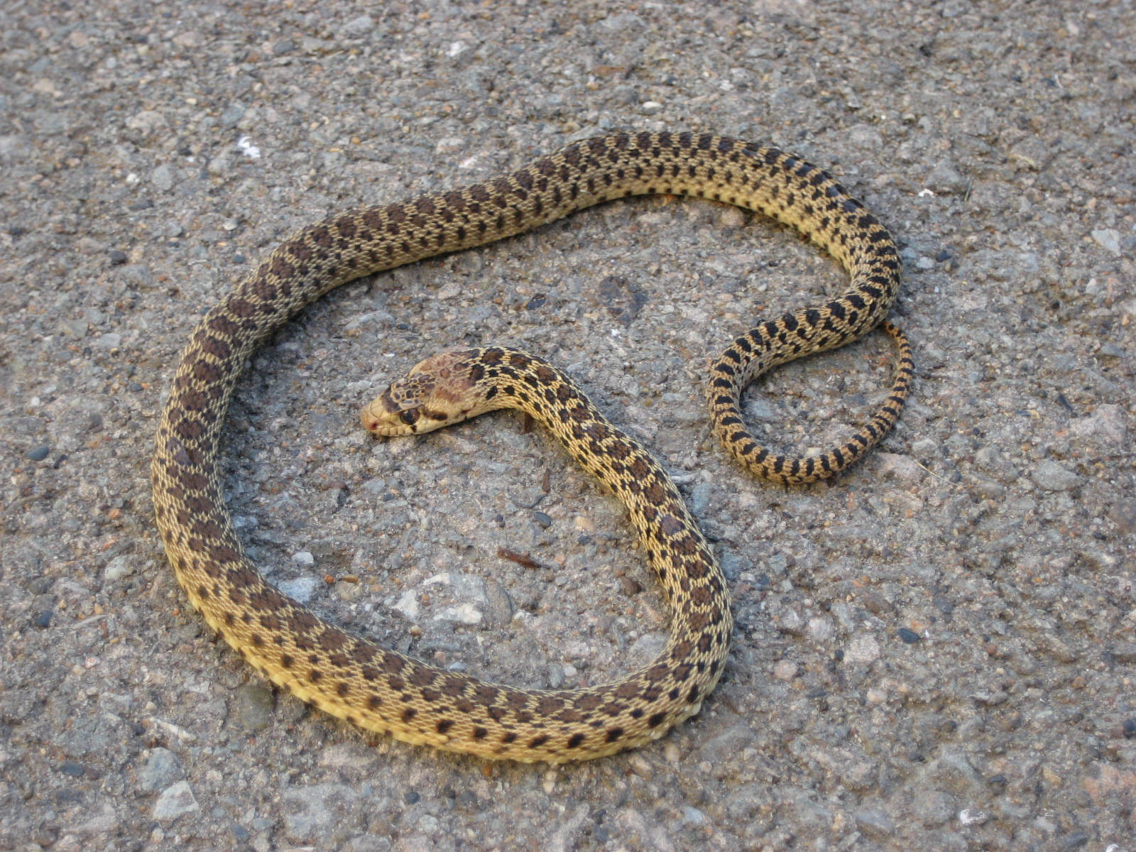 Gopher Snake Juvenile Reptile Wallpaper
