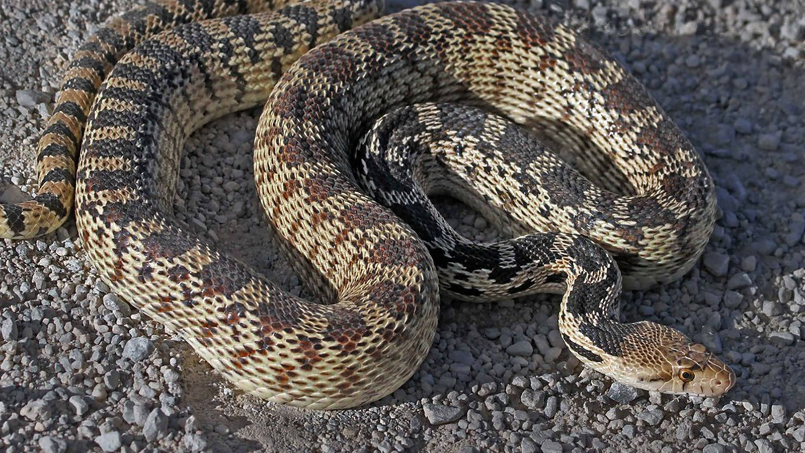 Gopher Snake Non-venomous Reptile Wallpaper