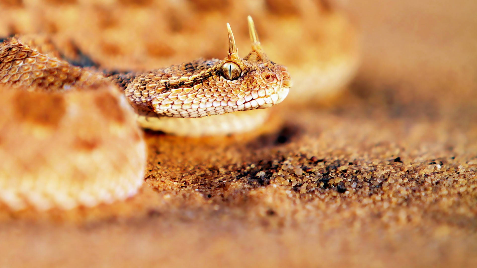 Gopher Snake On Desert Wallpaper
