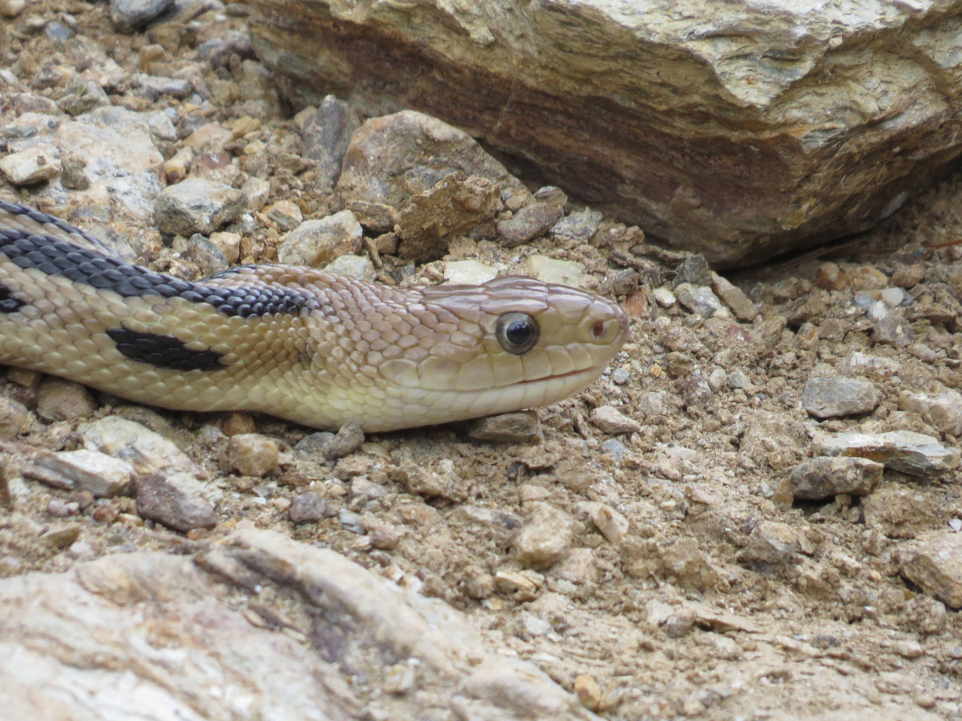 Gopher Snake Slithering On Rocky Ground Wallpaper