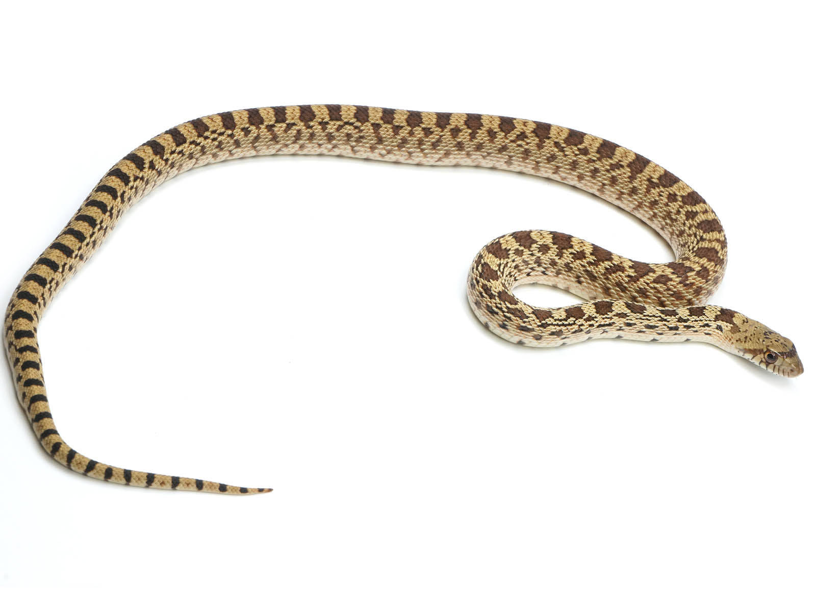 Gopher Snake With A Long Body Wallpaper