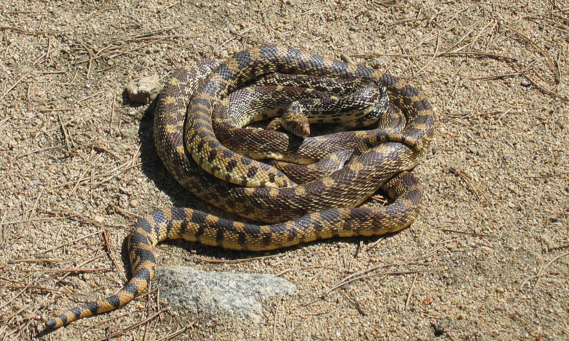 Gopher Snake With Black Patterned Scales Wallpaper