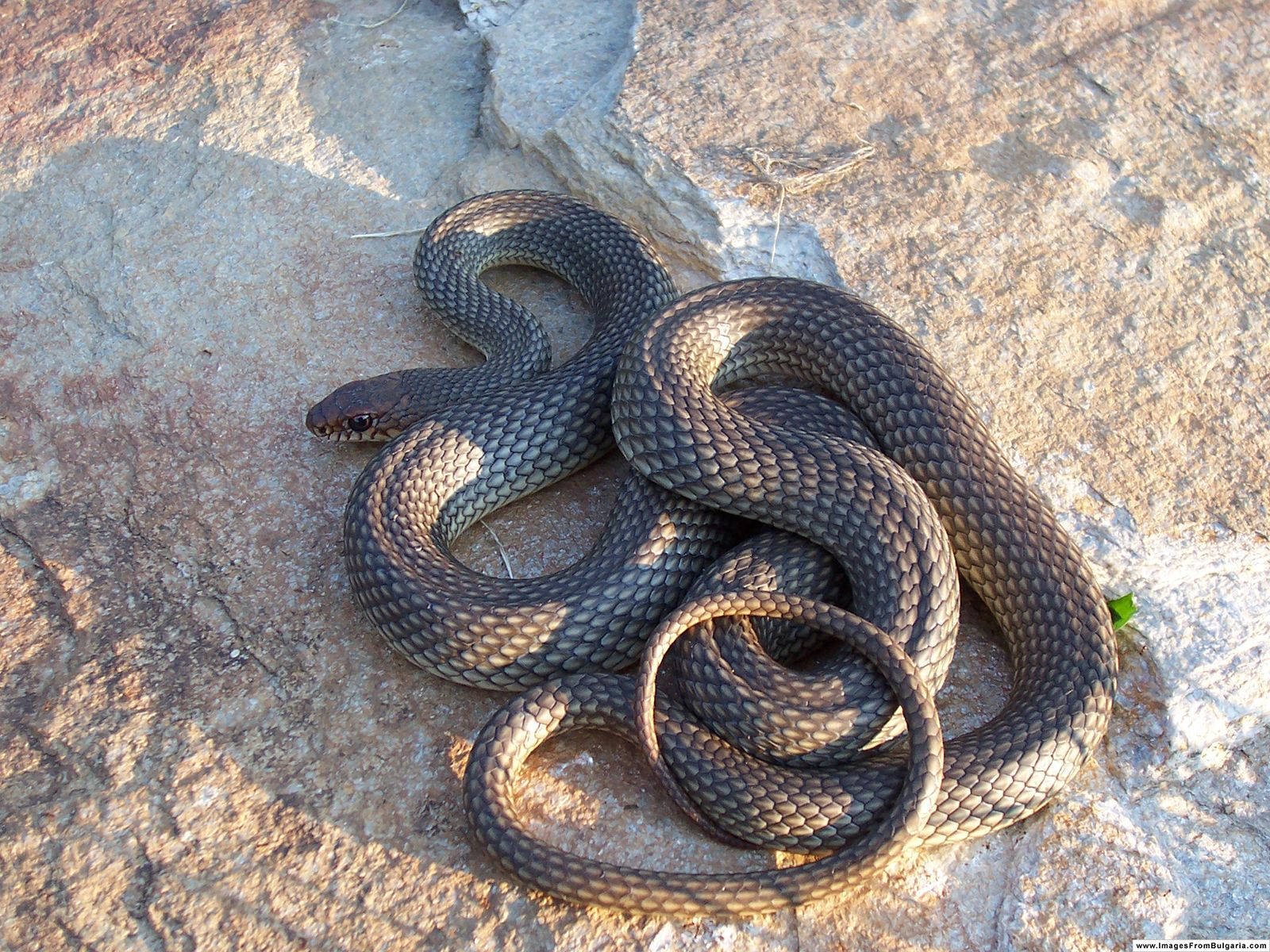 Gopher Snake With Dark Brown Body Wallpaper