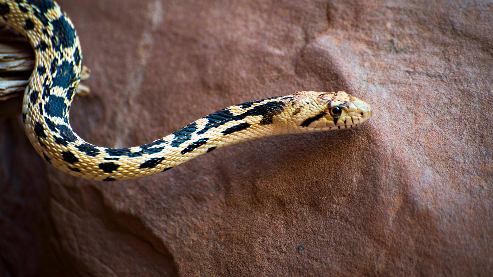 Gopher Snake With Distinct Black Pattern Wallpaper