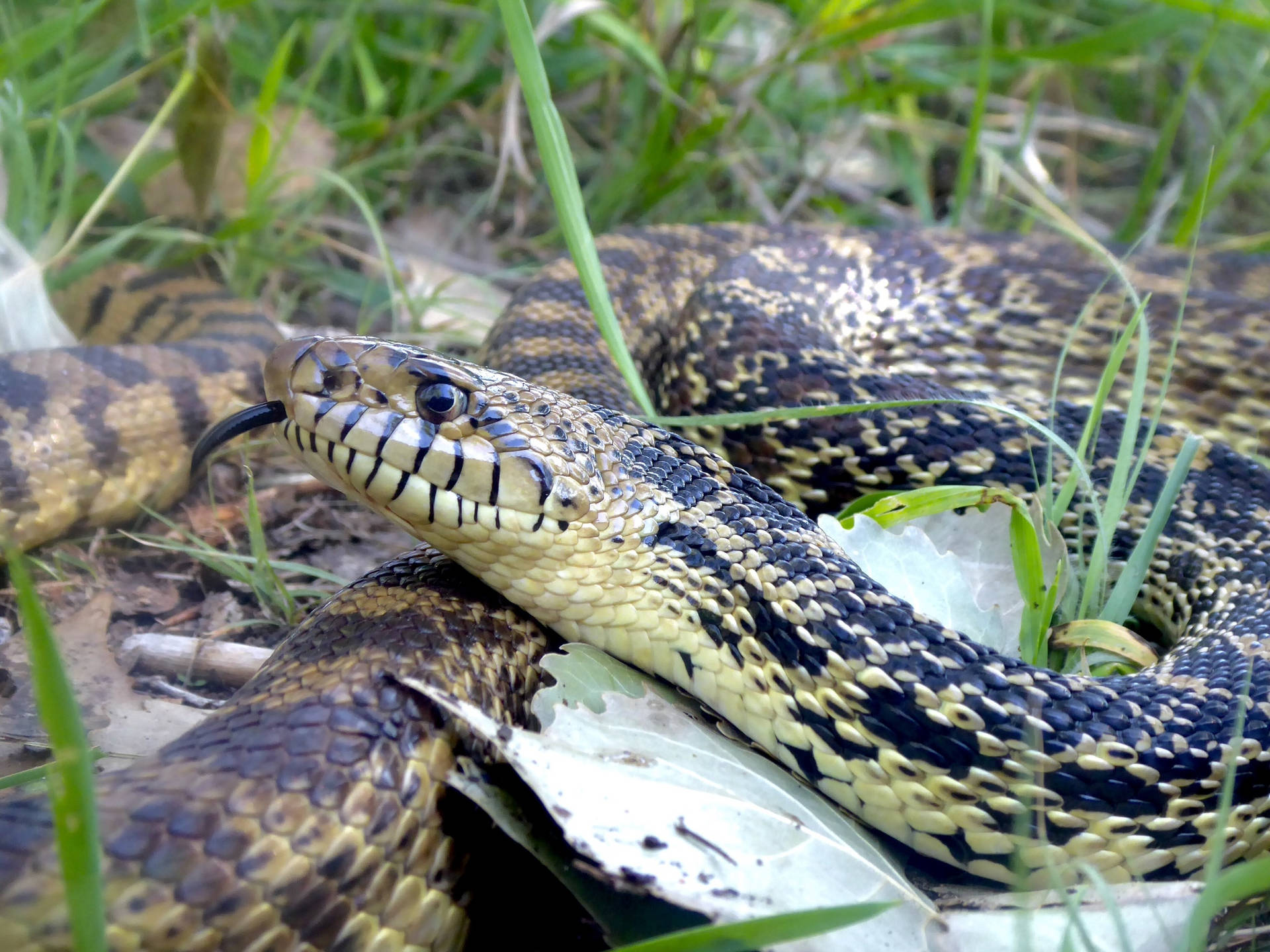Gopher Snake With Diurnal-type Eyes Wallpaper