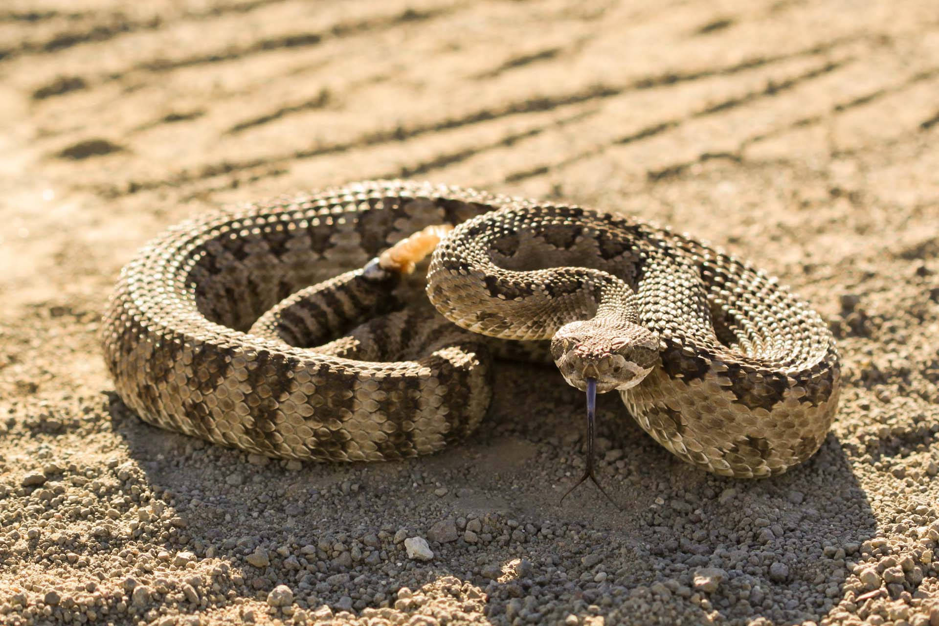 Intricacy of Nature: Imposing Gopher Snake Showcasing Rough Textures in High-Resolution Wallpaper