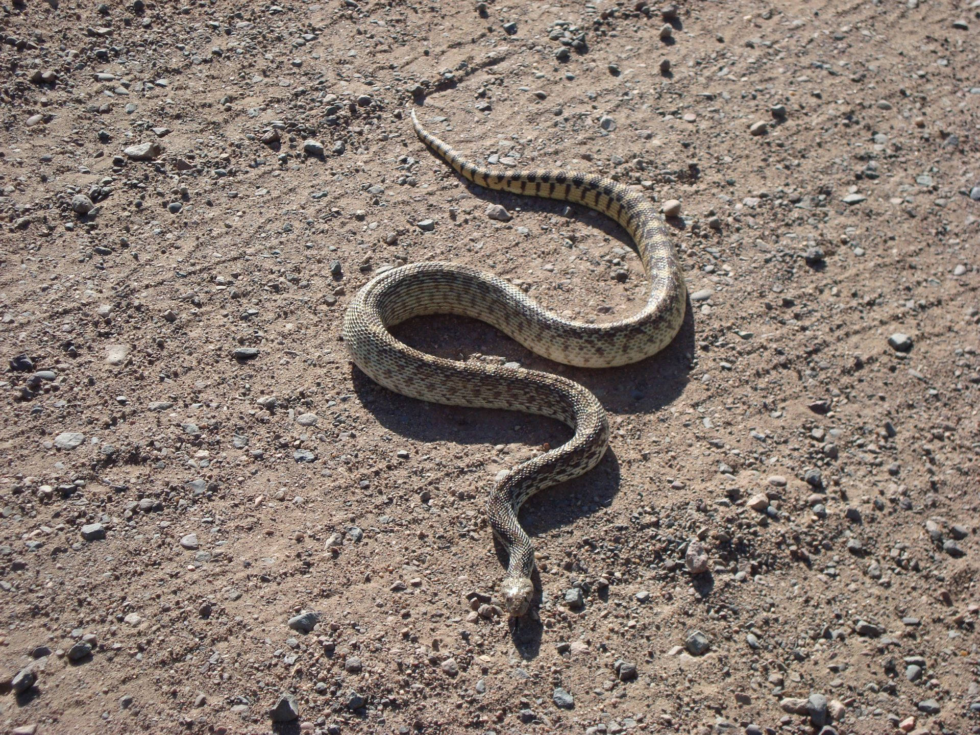 Gopher Snake With S-shaped Body Wallpaper
