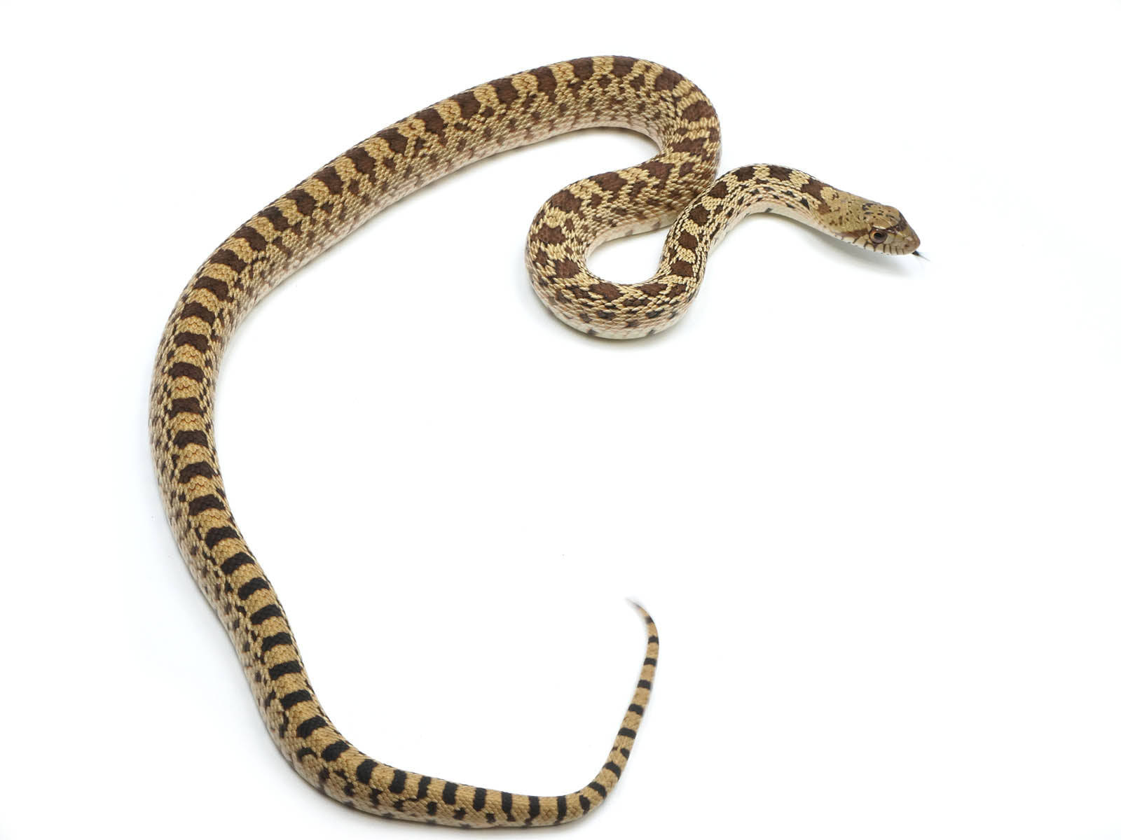 Gopher Snake With Striking Scale Pattern Wallpaper
