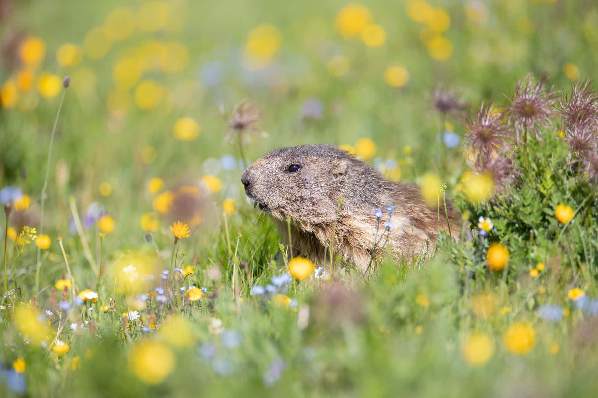 Gopherin Wildflower Meadow.jpg Wallpaper