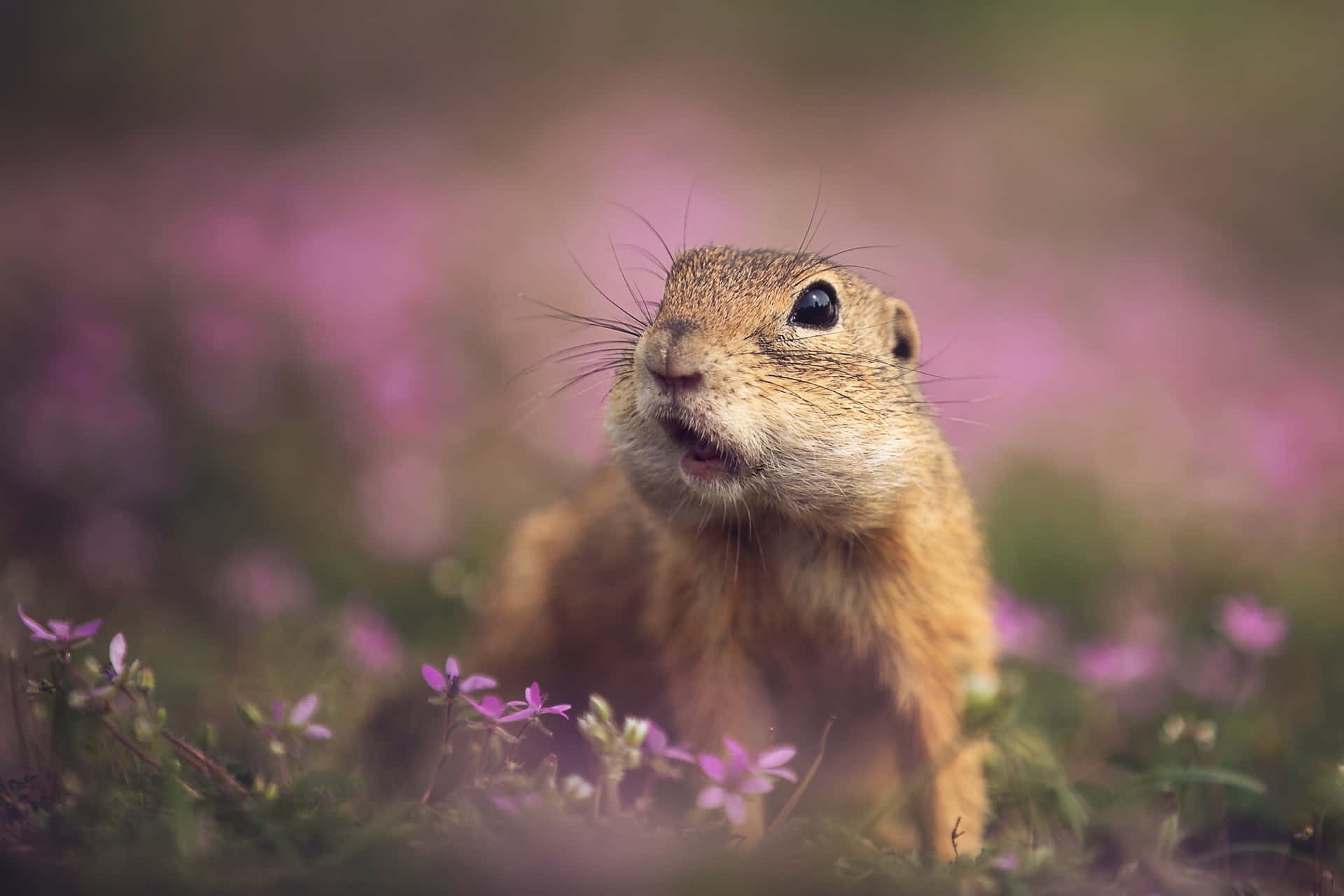 Gopher In Een Wilde Bloemenweide Achtergrond