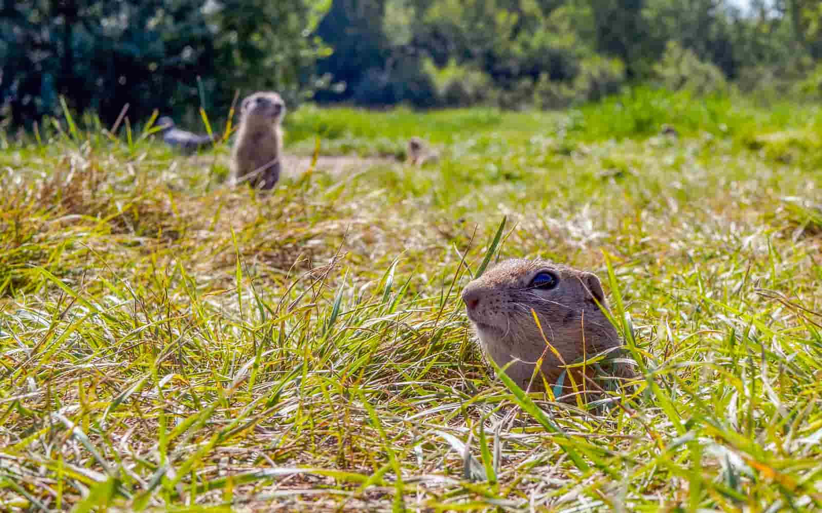 Gophersin Grassy Field Wallpaper