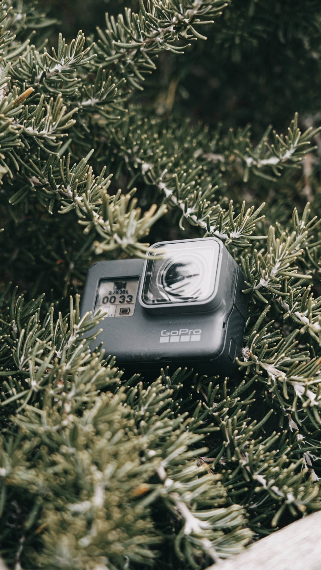 Gopro On A Pine Tree Background