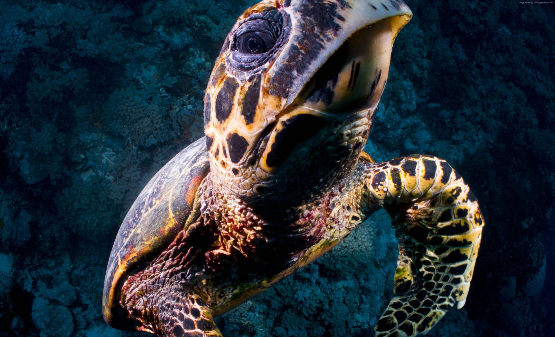 Gopro Sea Turtle Background