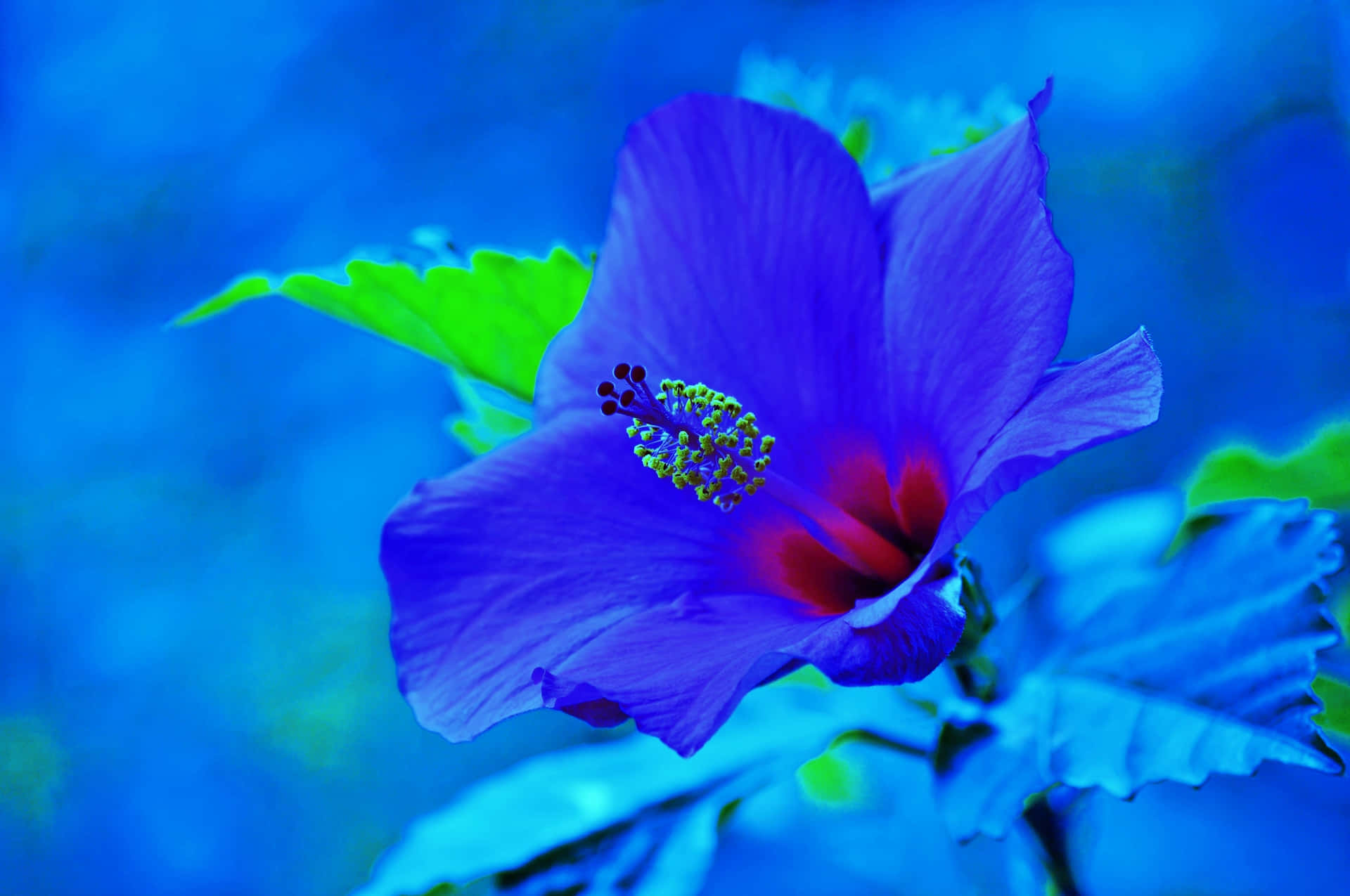 Gorgeous Blue Hibiscus Flower Background