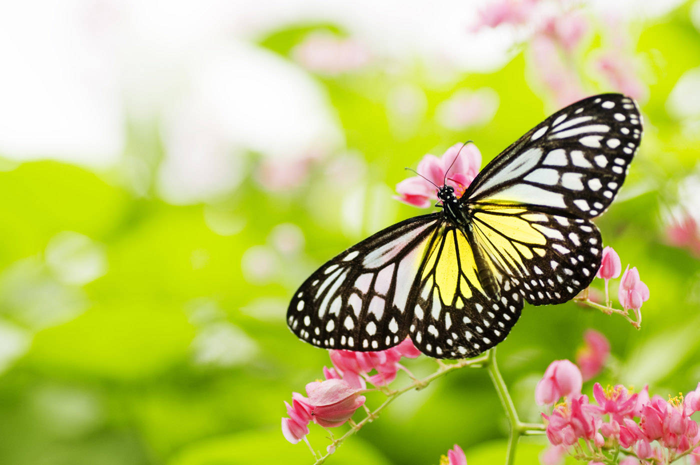 Gorgeous Butterfly On Flower Wallpaper