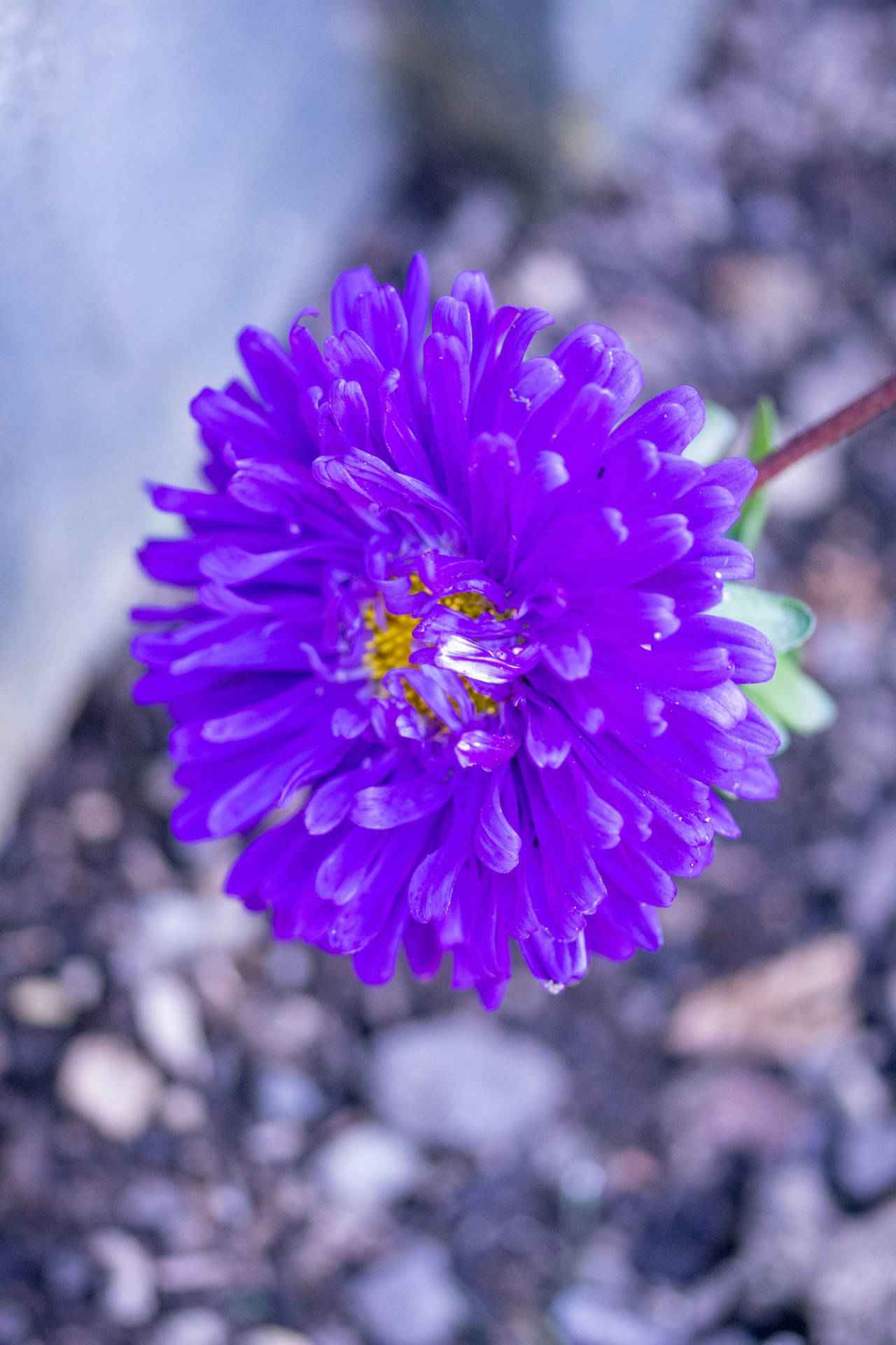 Gorgeous Purple Chrysantemum Flower Iphone Wallpaper