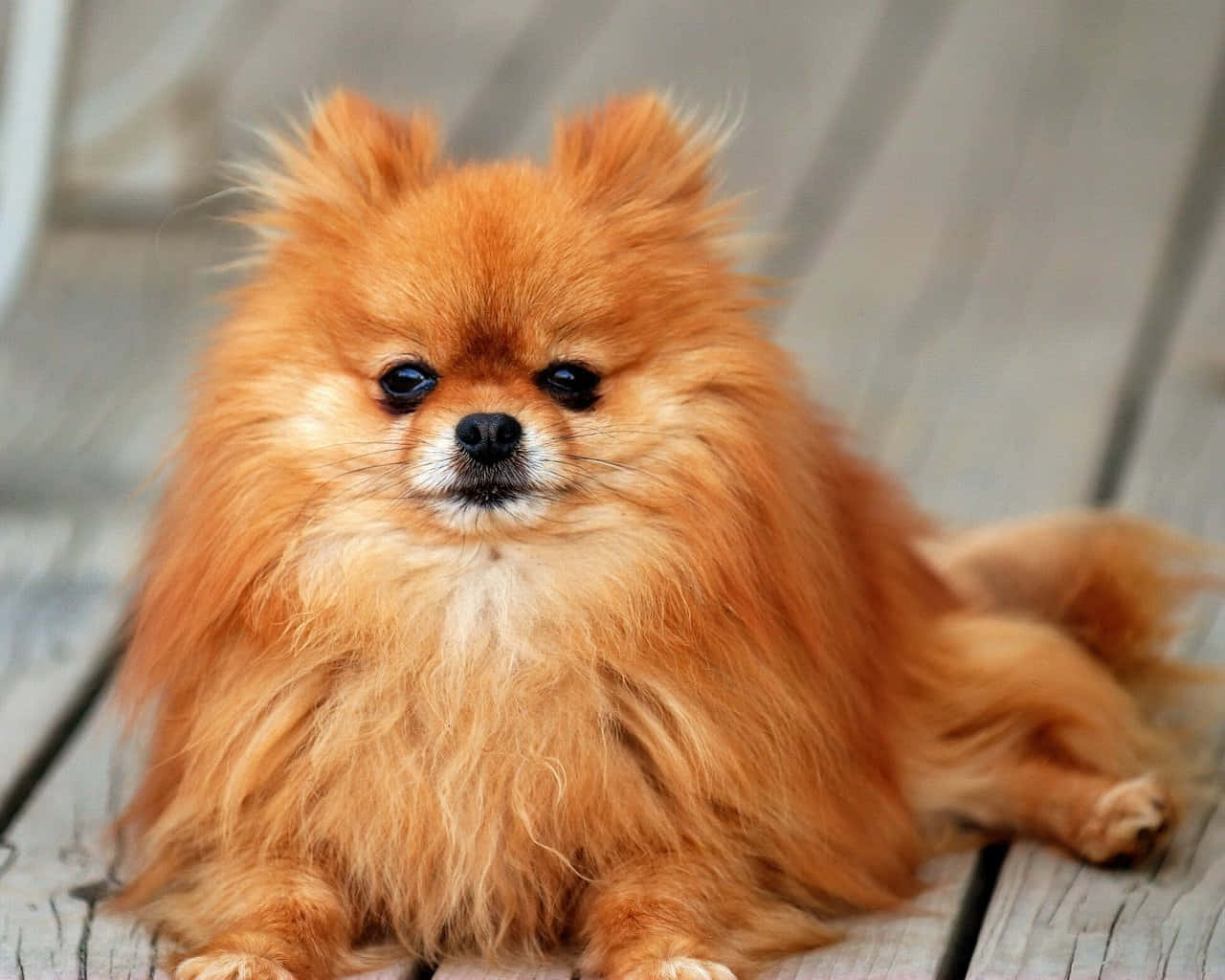 Gorgeous Small Dog Pomeranian Close Up Angle Shot Wallpaper