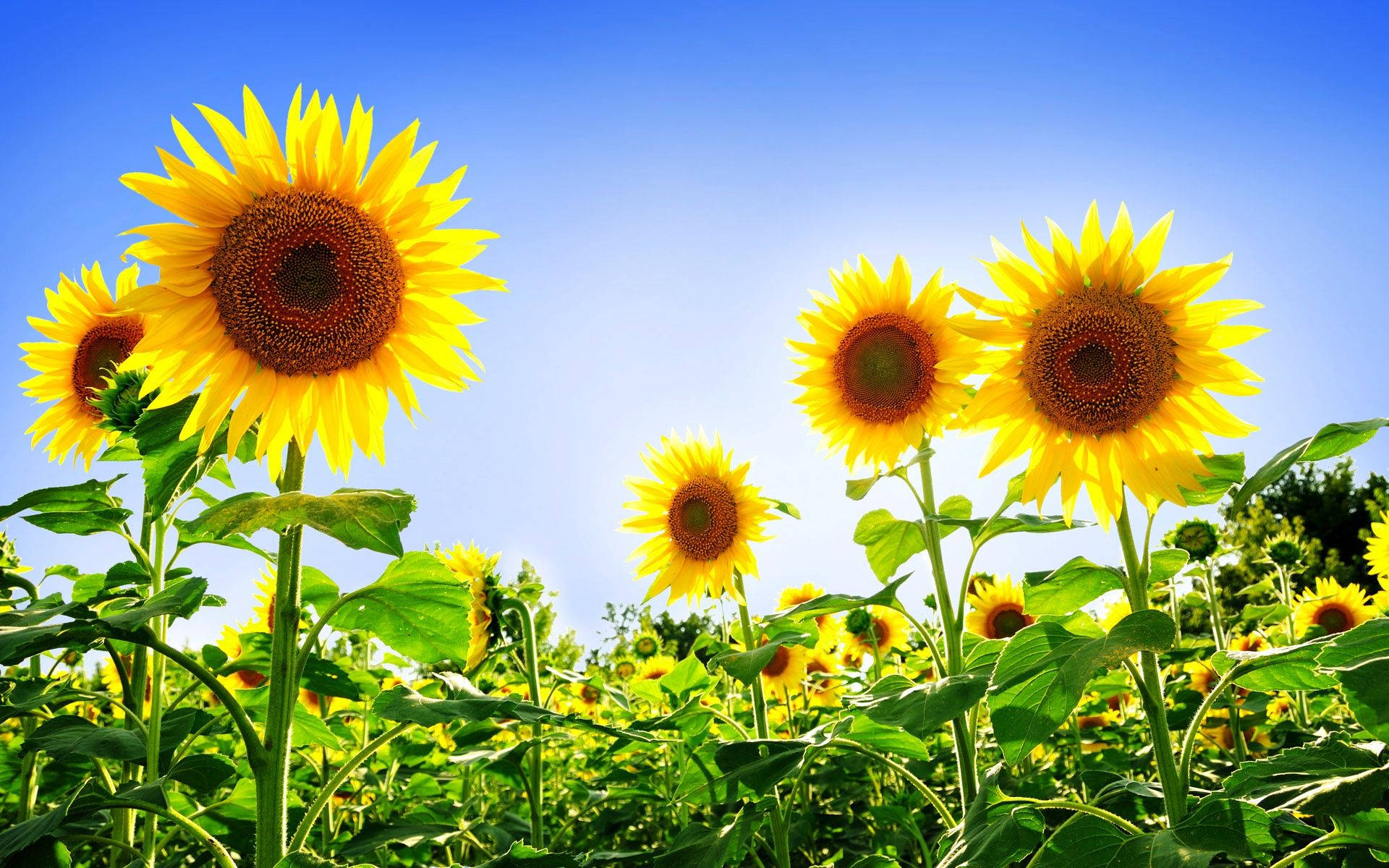 Gorgeous Sunflowers Field In Summer Background