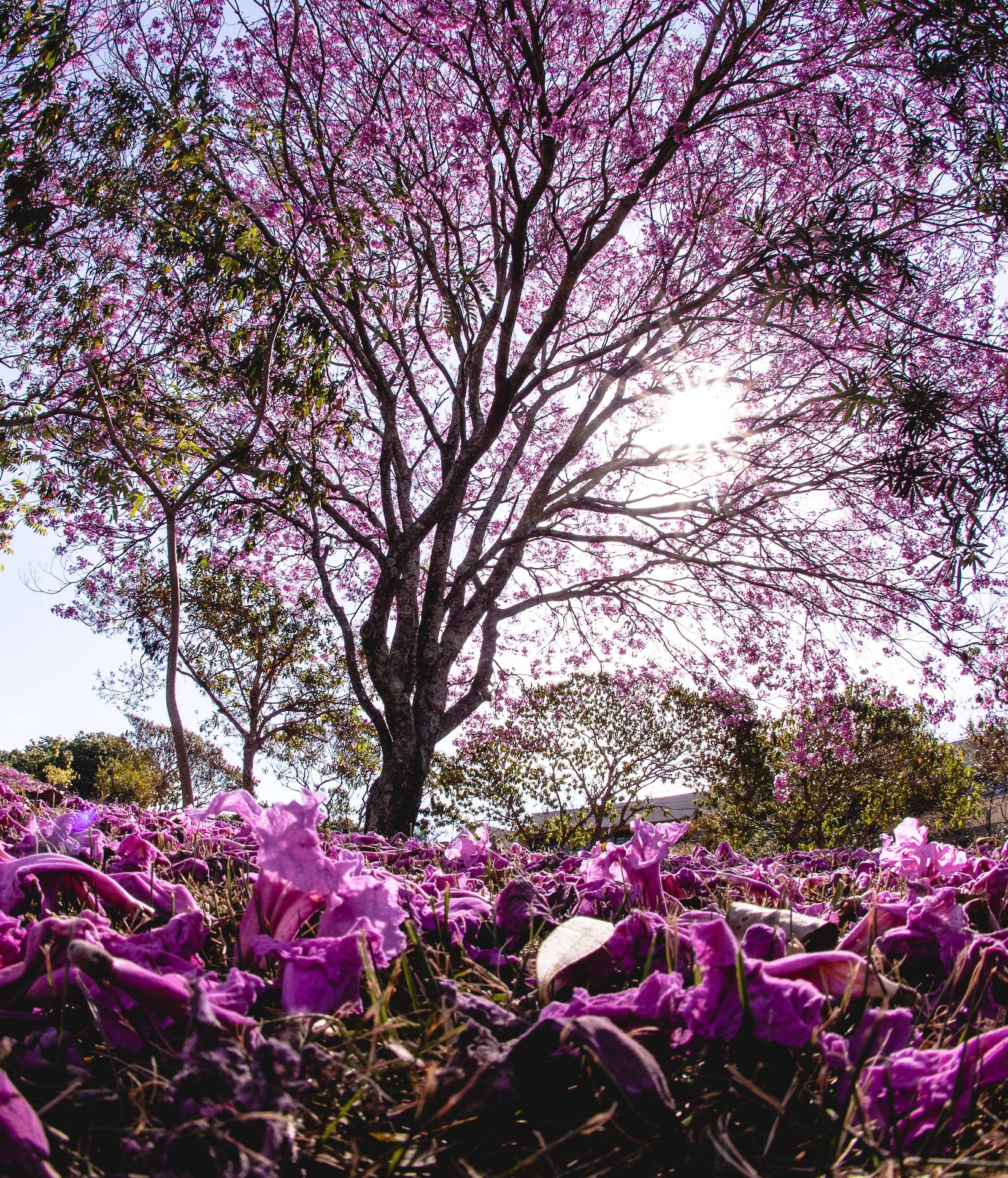 Gorgeous Tree And Purple Bellflowers Wallpaper
