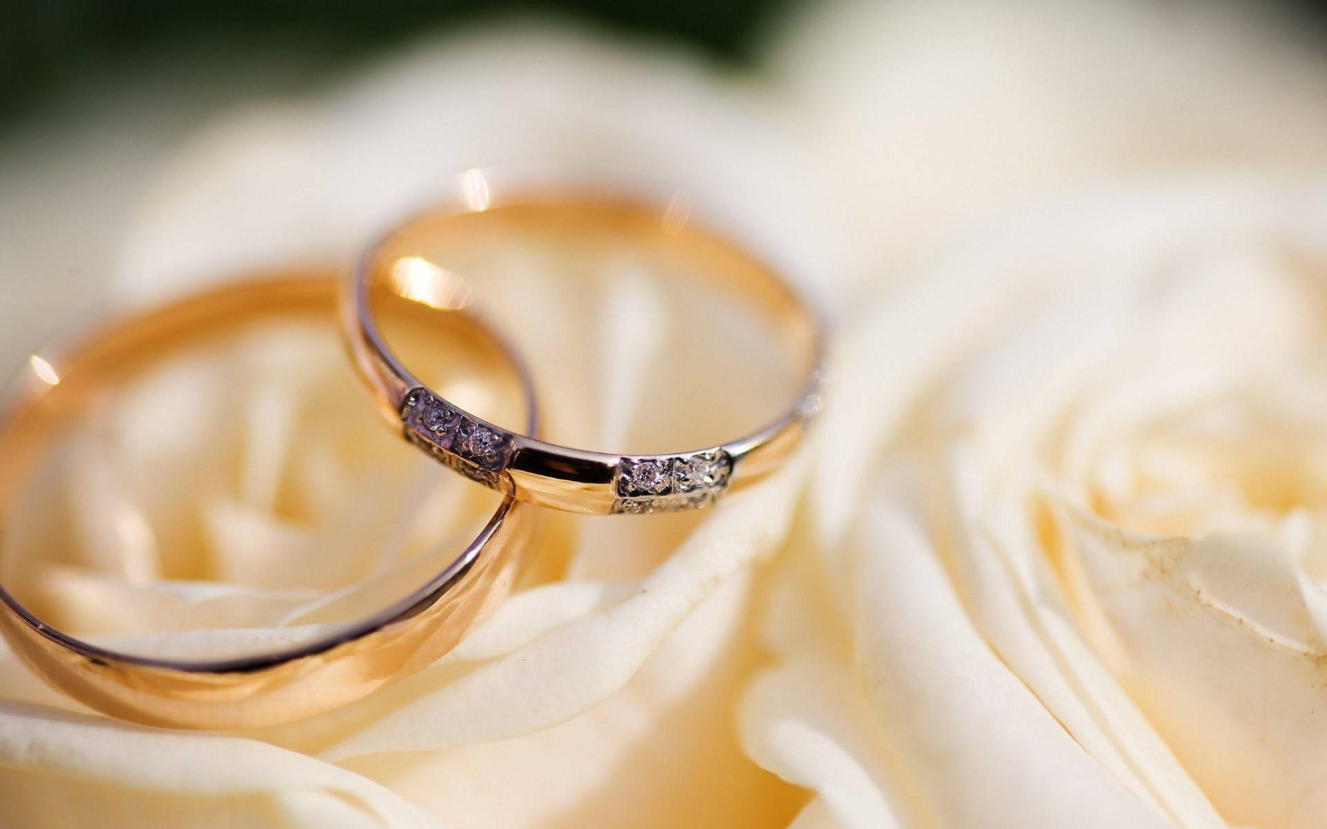 Gorgeous Wedding Rings On White Flower