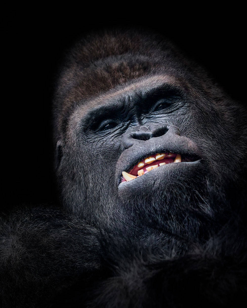Artede Gorila Louco Papel de Parede