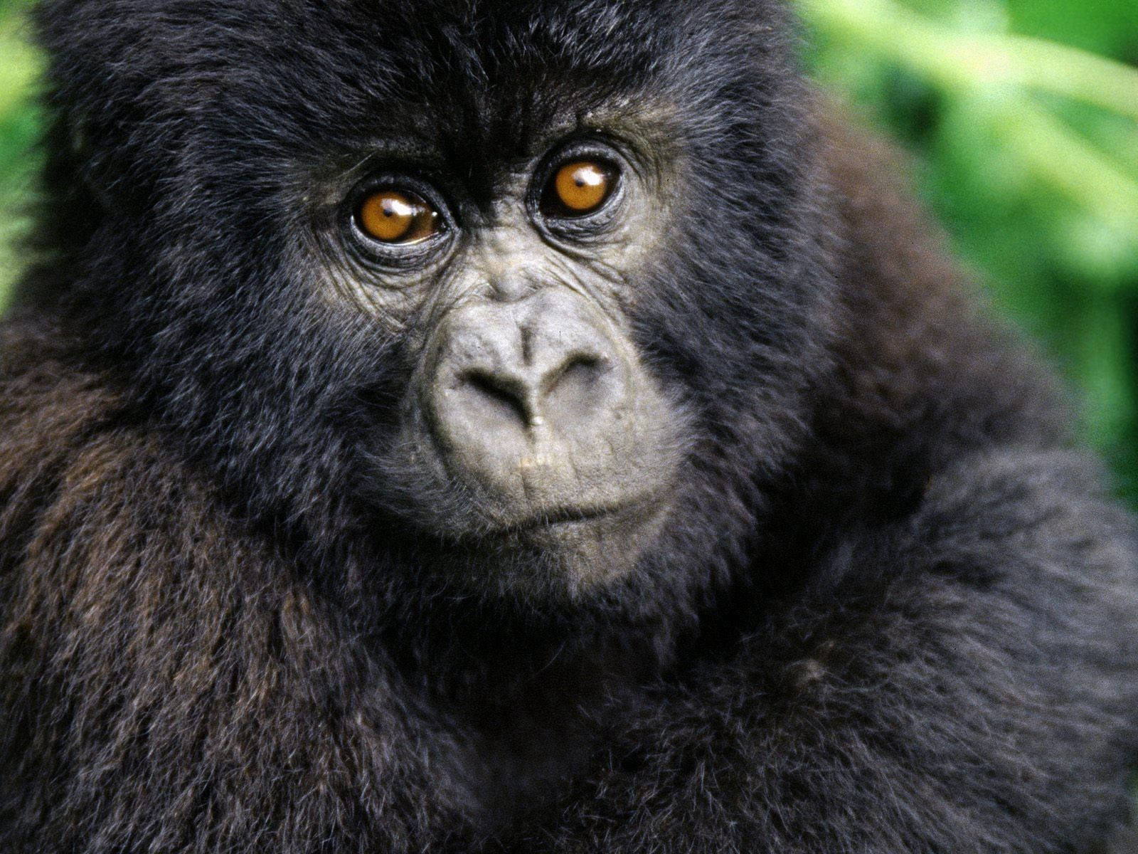 An Adorable Baby Gorilla Cub Wallpaper