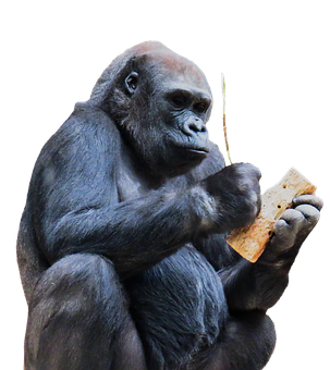 Gorilla Contemplating Object PNG