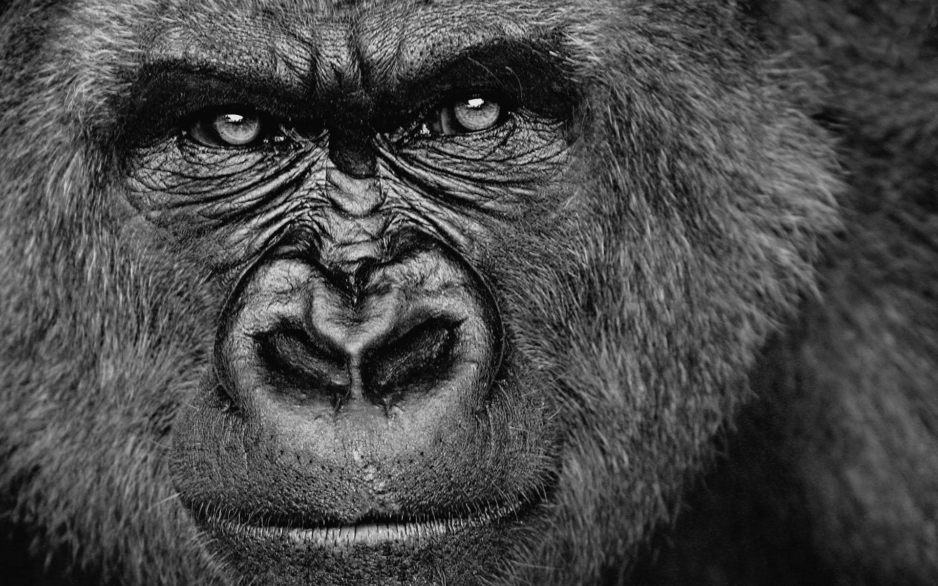 Gorilla Desktop Close-Up har skarpt billede kvalitet. Wallpaper
