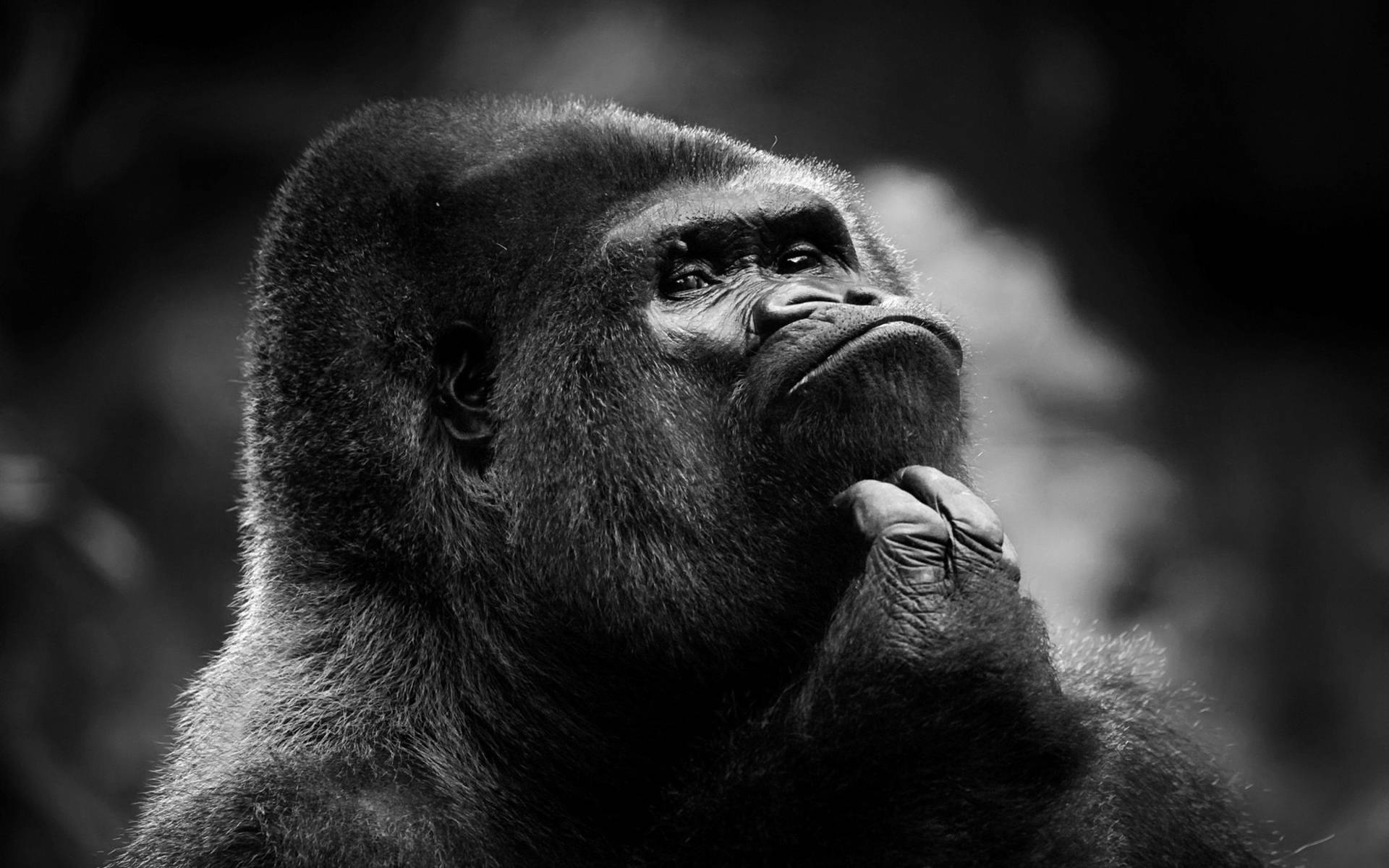 A Black And White Photo Of A Gorilla With His Hand On His Chin Wallpaper