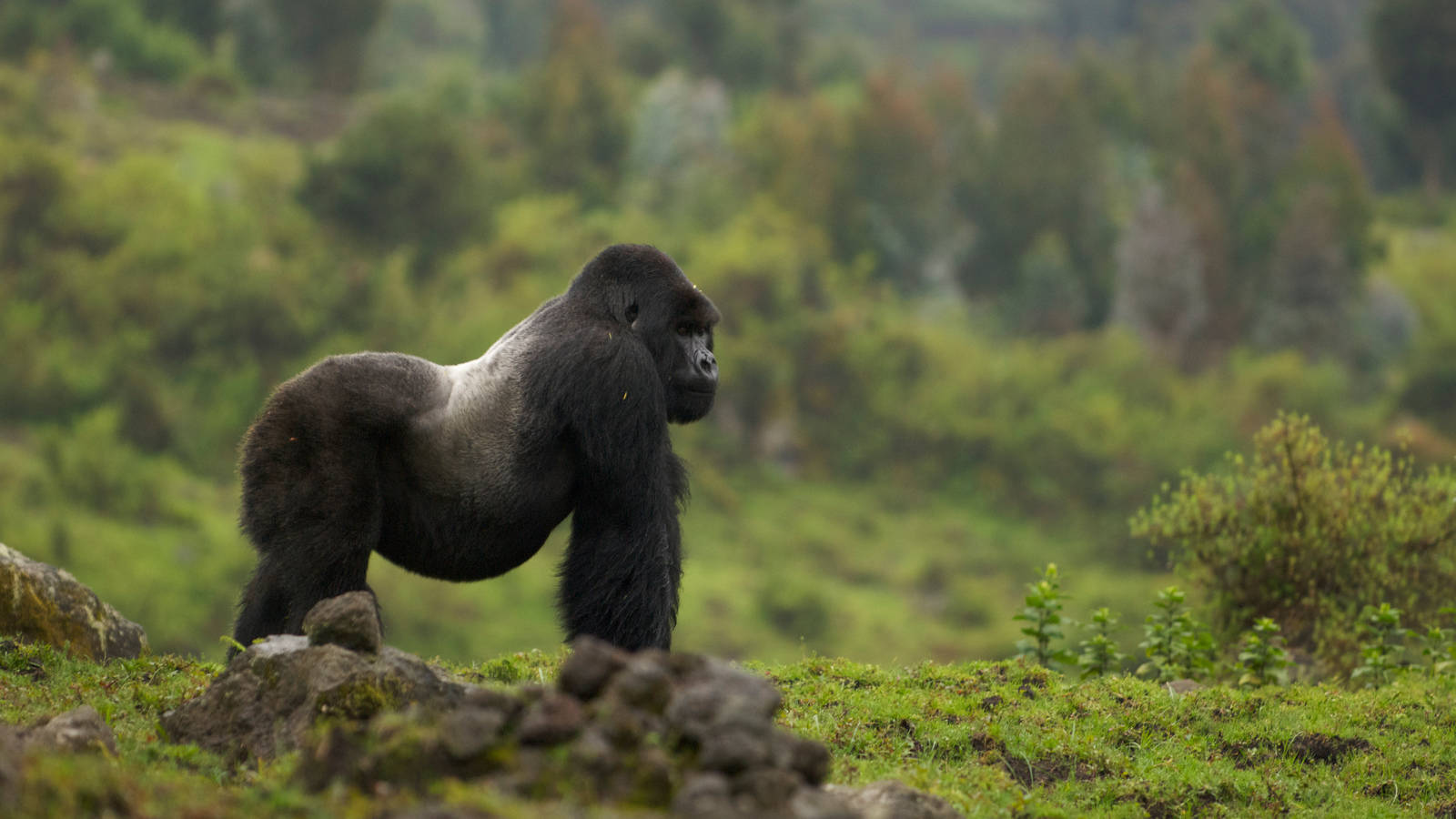 A Gorilla Is Standing On A Green Field Wallpaper