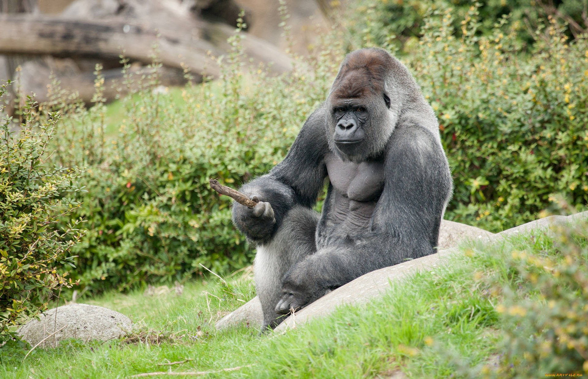 A Gorilla Sitting On A Rock Wallpaper