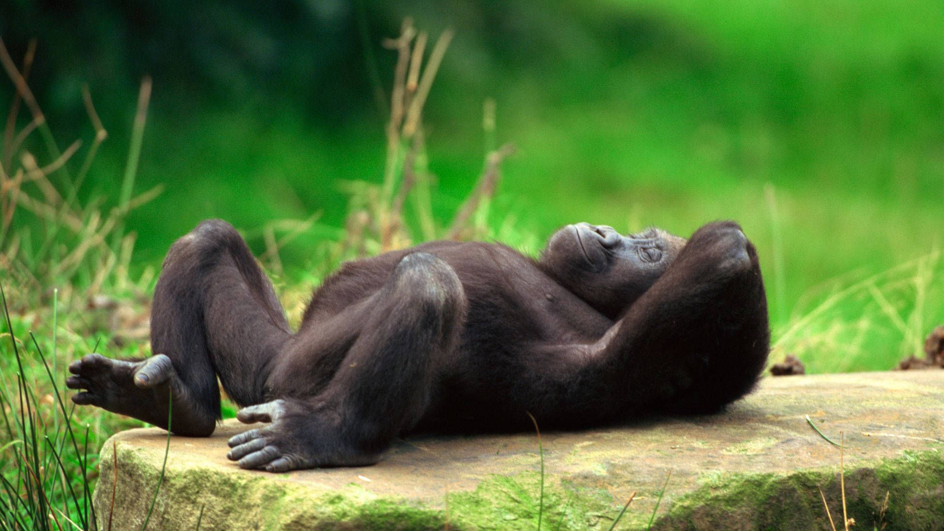 A powerful and majestic silverback gorilla atop a desktop Wallpaper