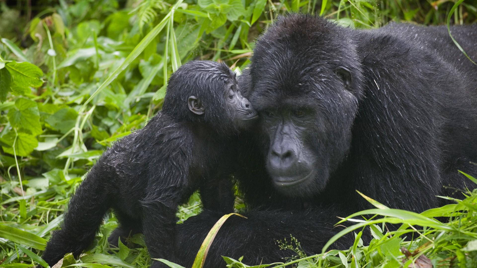 Umclose-up De Um Gorila De Montanha Majestoso Encontrado Em Seu Habitat No Parque Nacional Dos Vulcões Na África. Papel de Parede